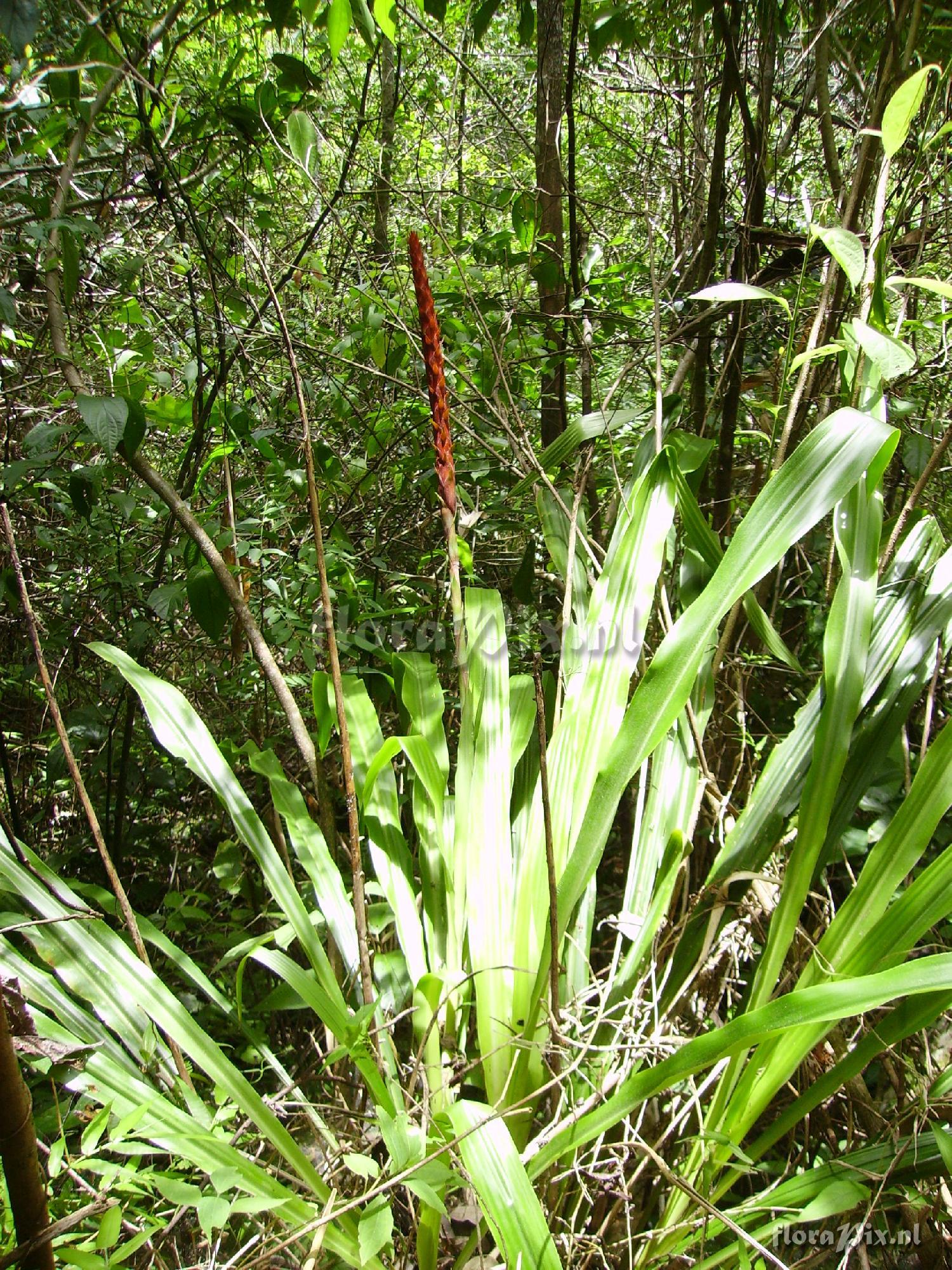 Pitcairnia imbricata ?