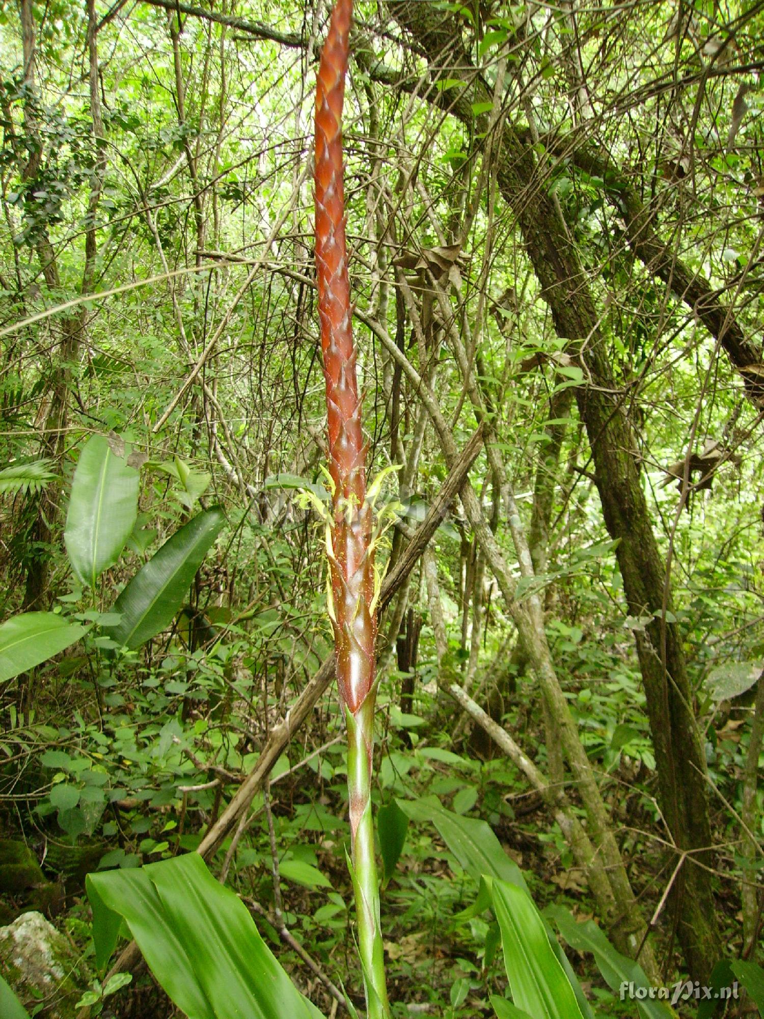 Pitcairnia imbricata ?