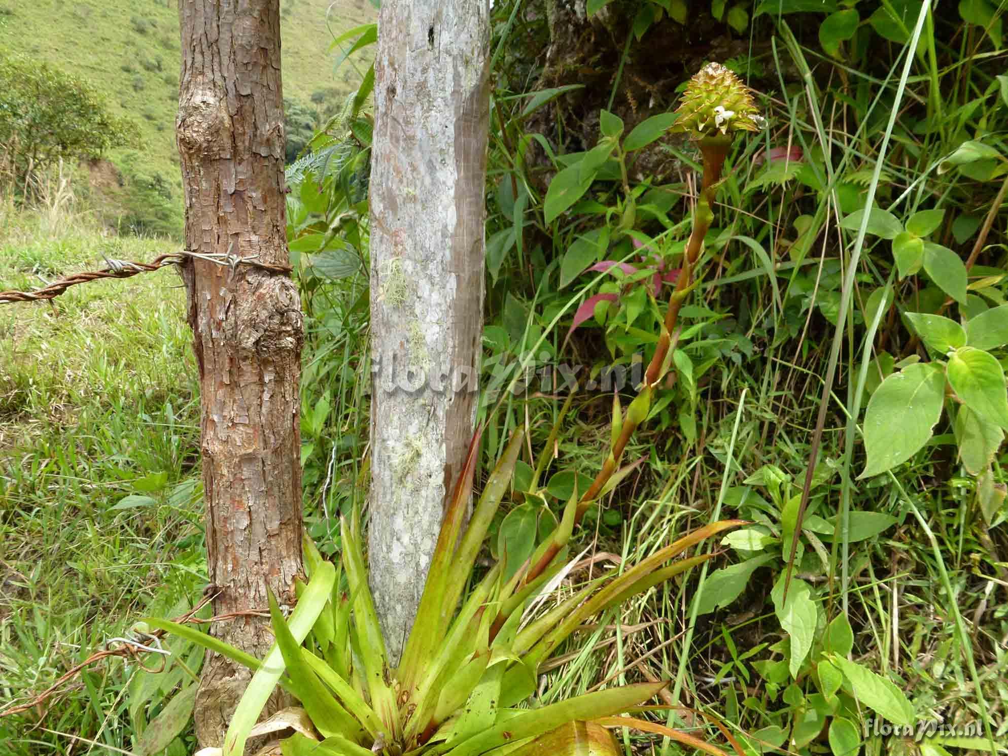 Guzmania sp?