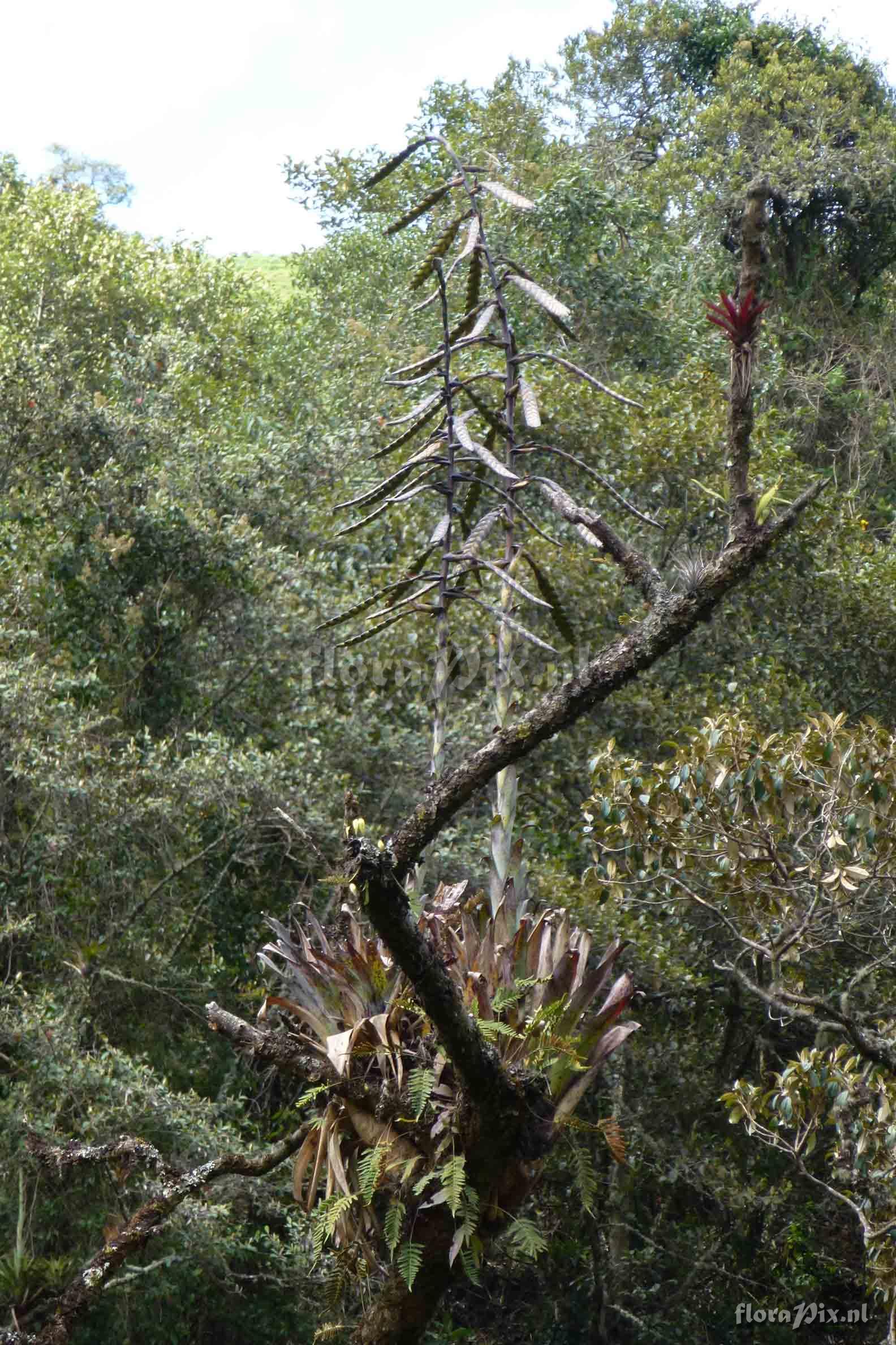 Tillandsia clavigera