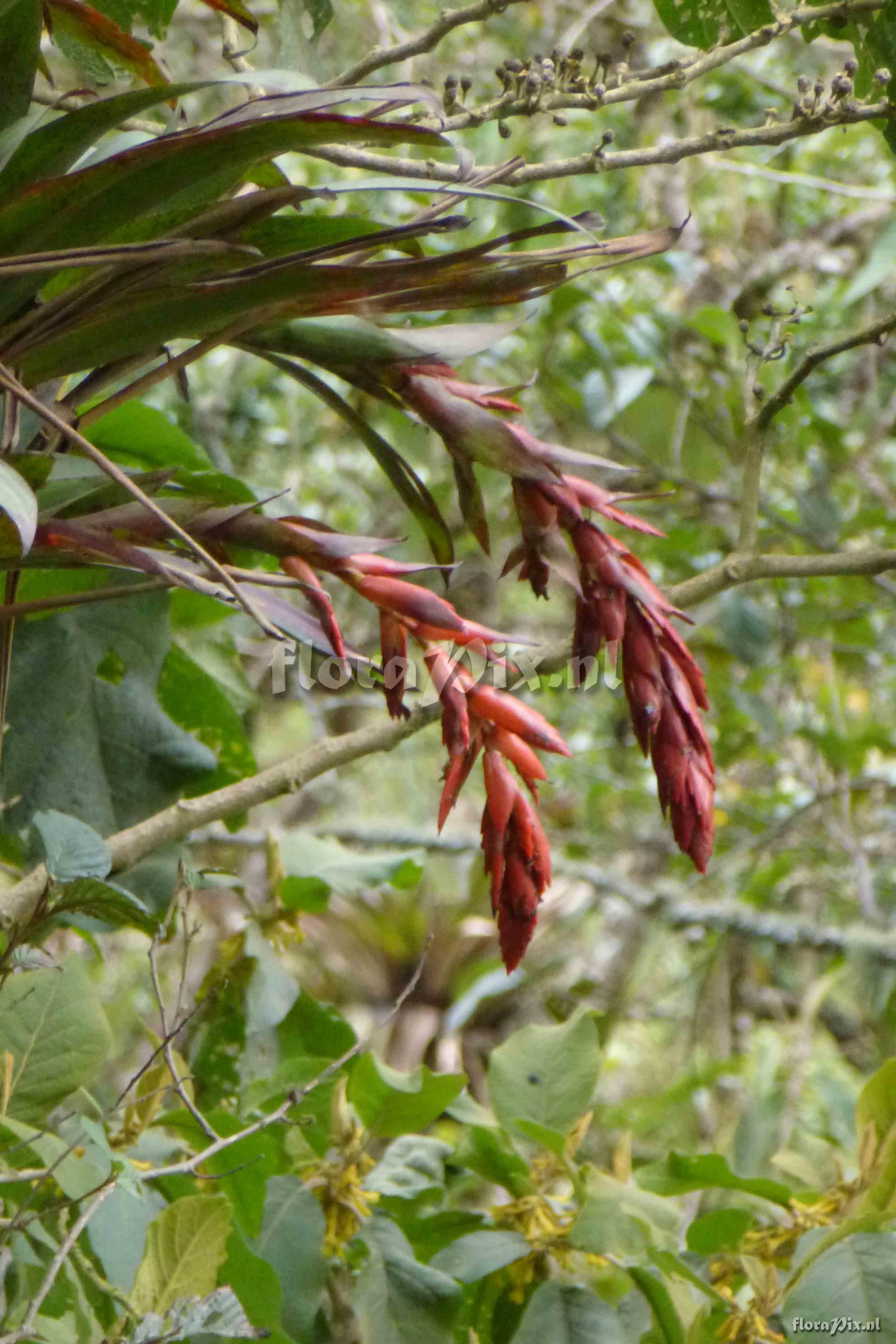 Tillandsia cf carrierei