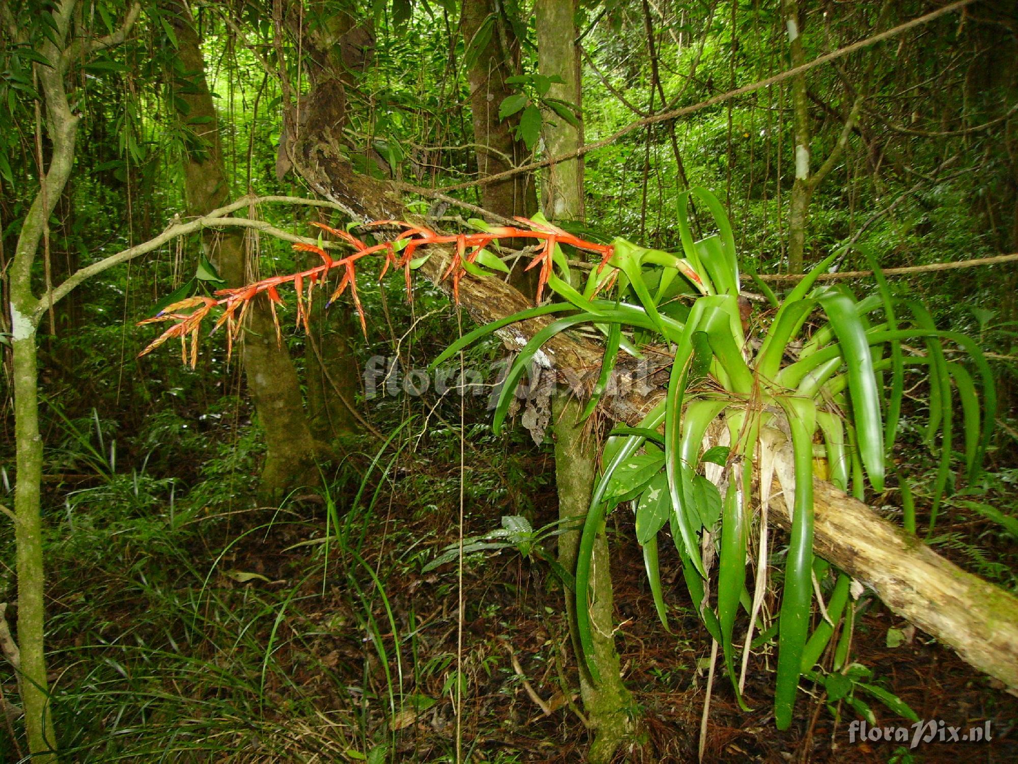 Tillandsia guatemalensis 