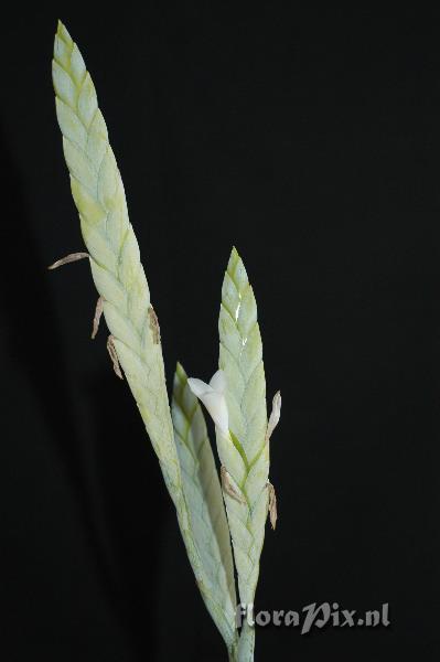 Tillandsia heterophylla