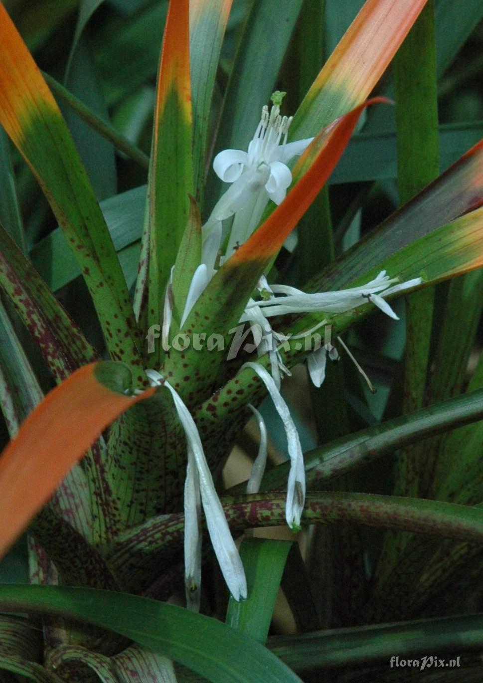 Guzmania nidularioides