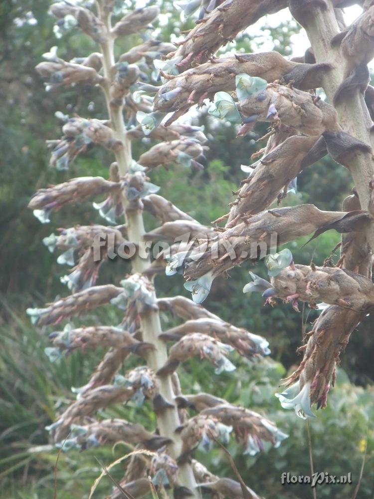 Puya weberbaueri