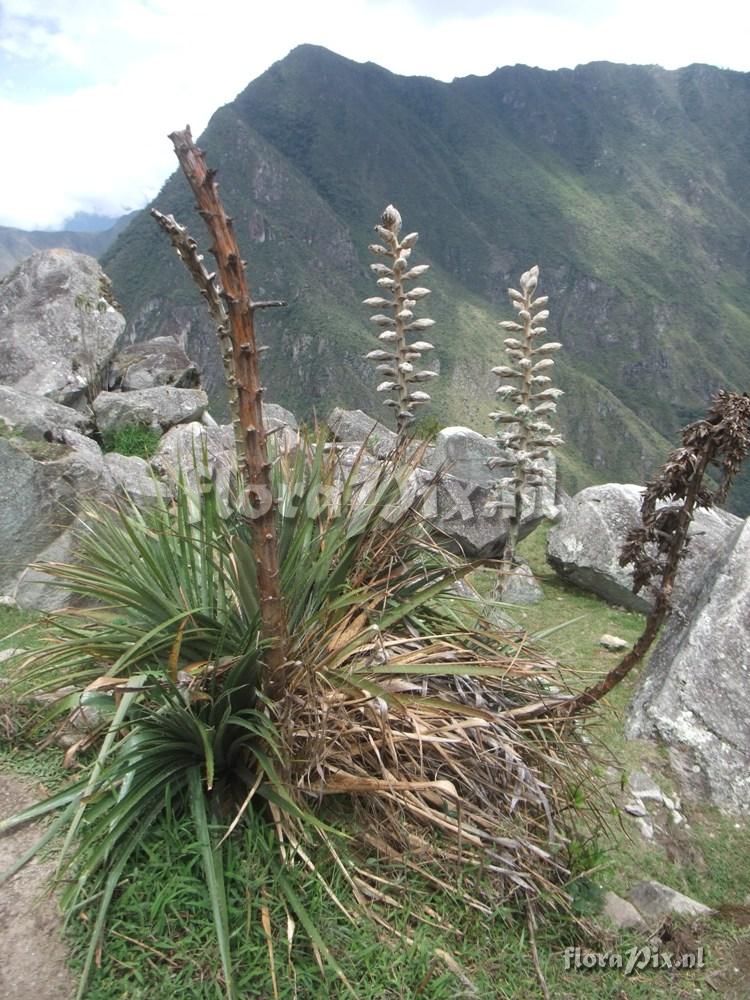 Puya weberbaueri