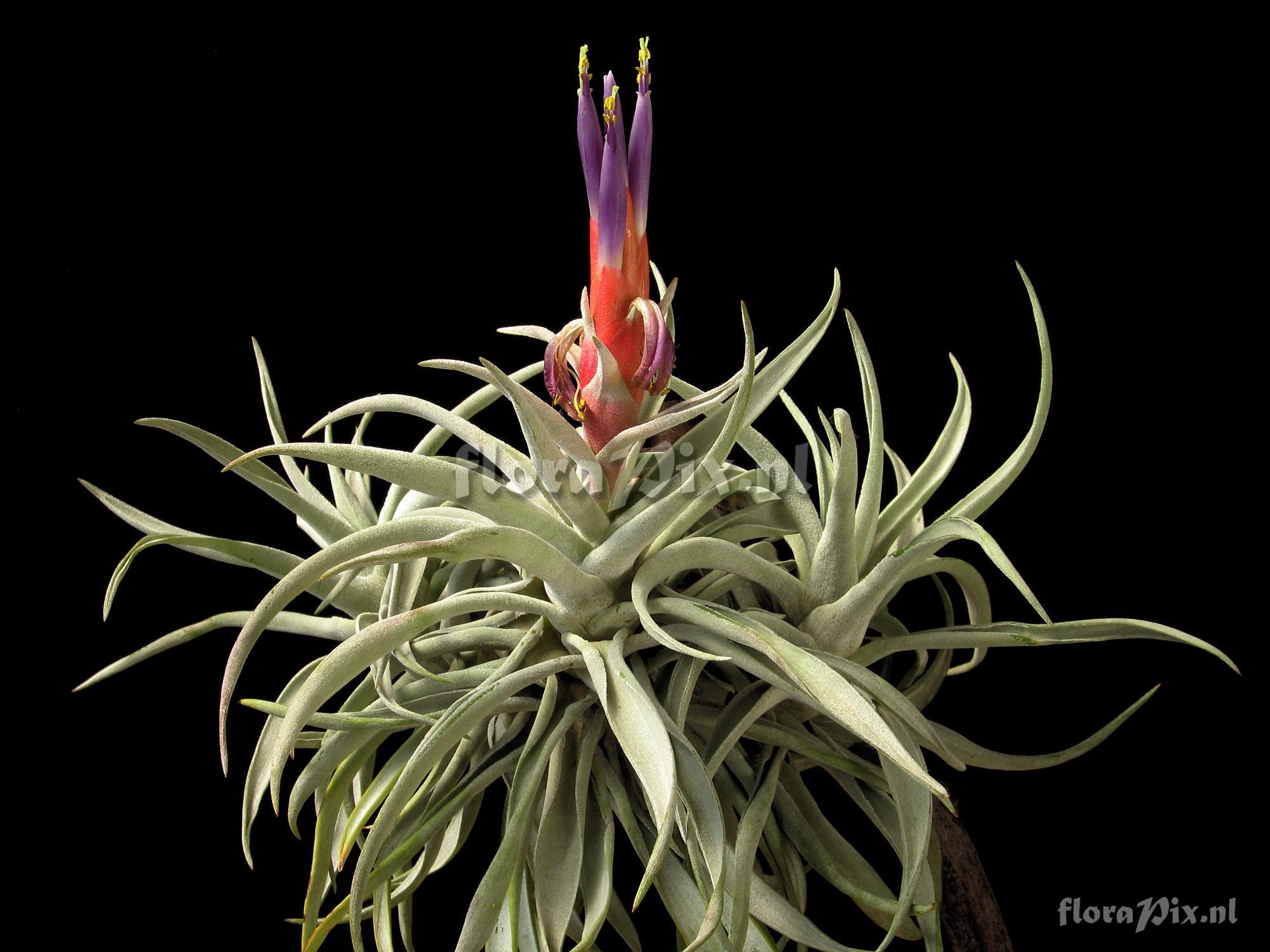 Tillandsia harrisii