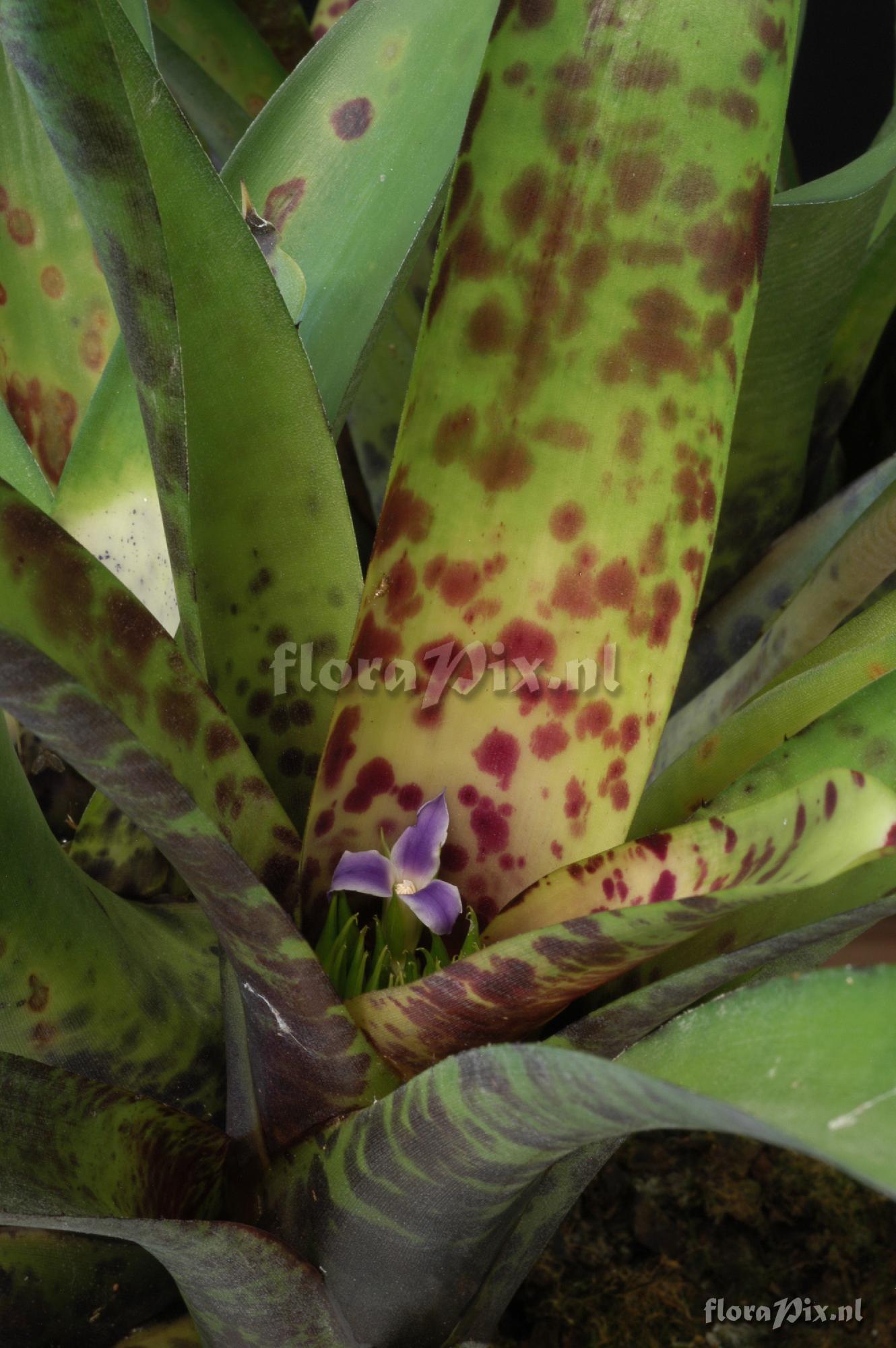 Neoregelia smithii