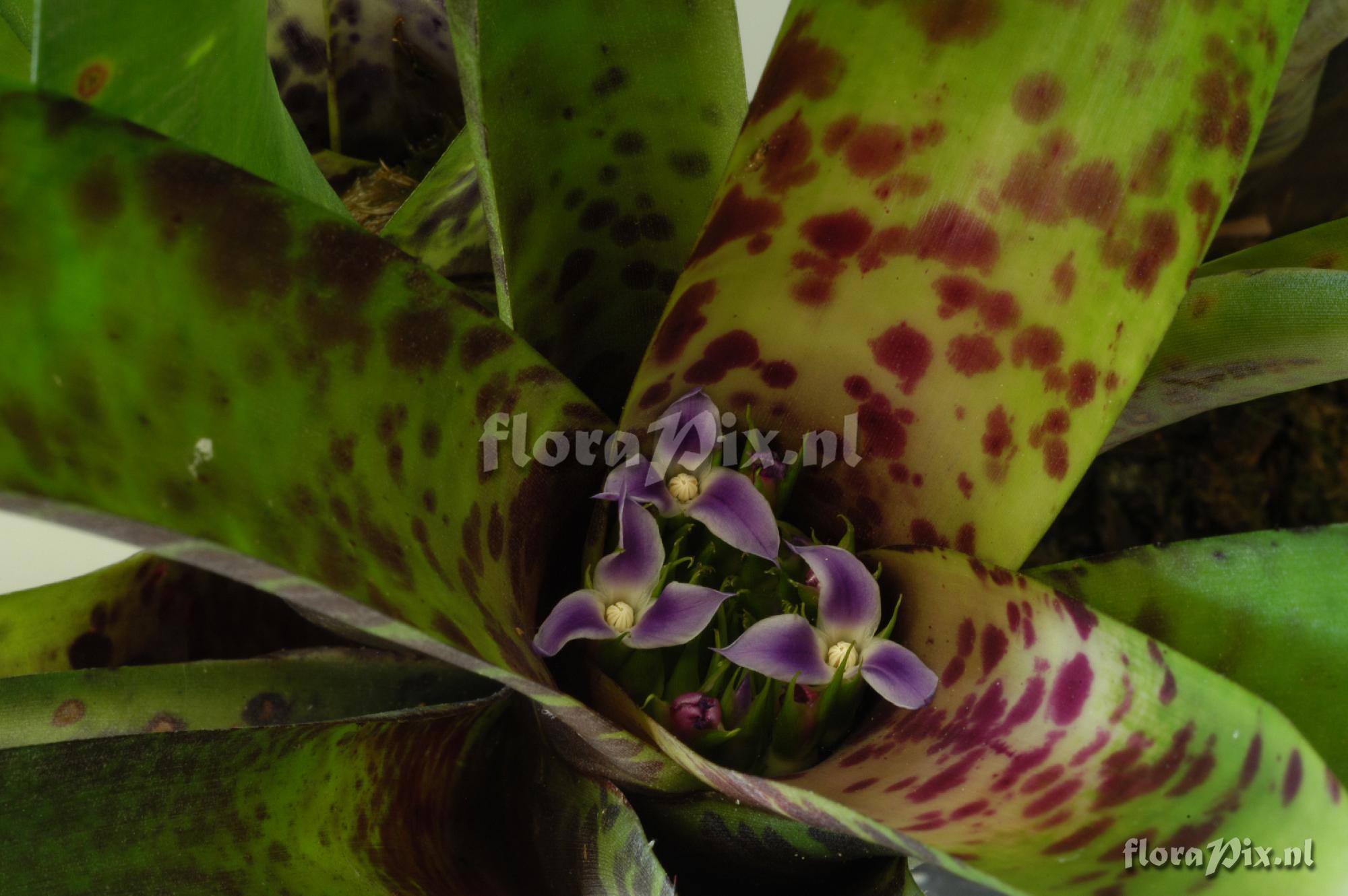 Neoregelia smithii