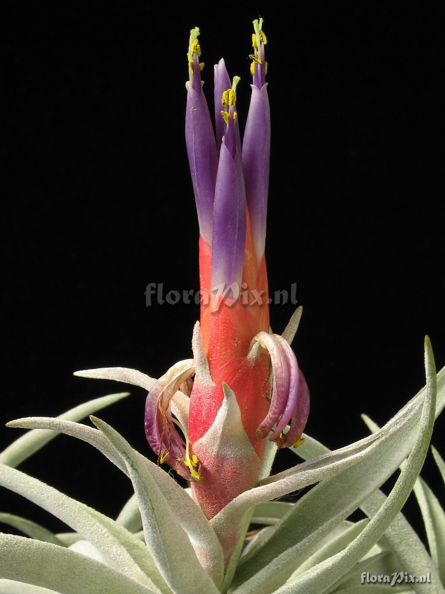 Tillandsia harrisii