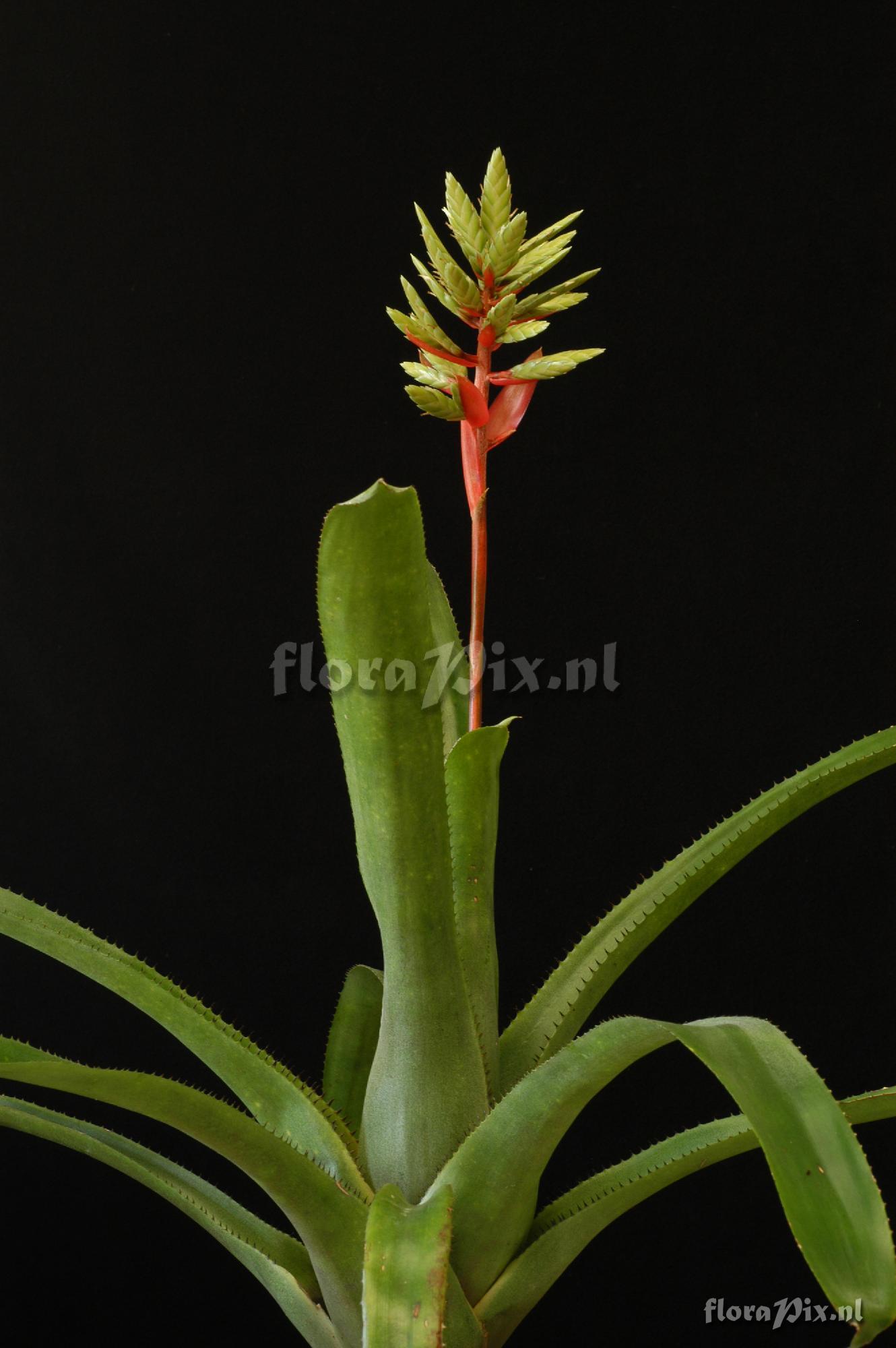 Aechmea dactylina