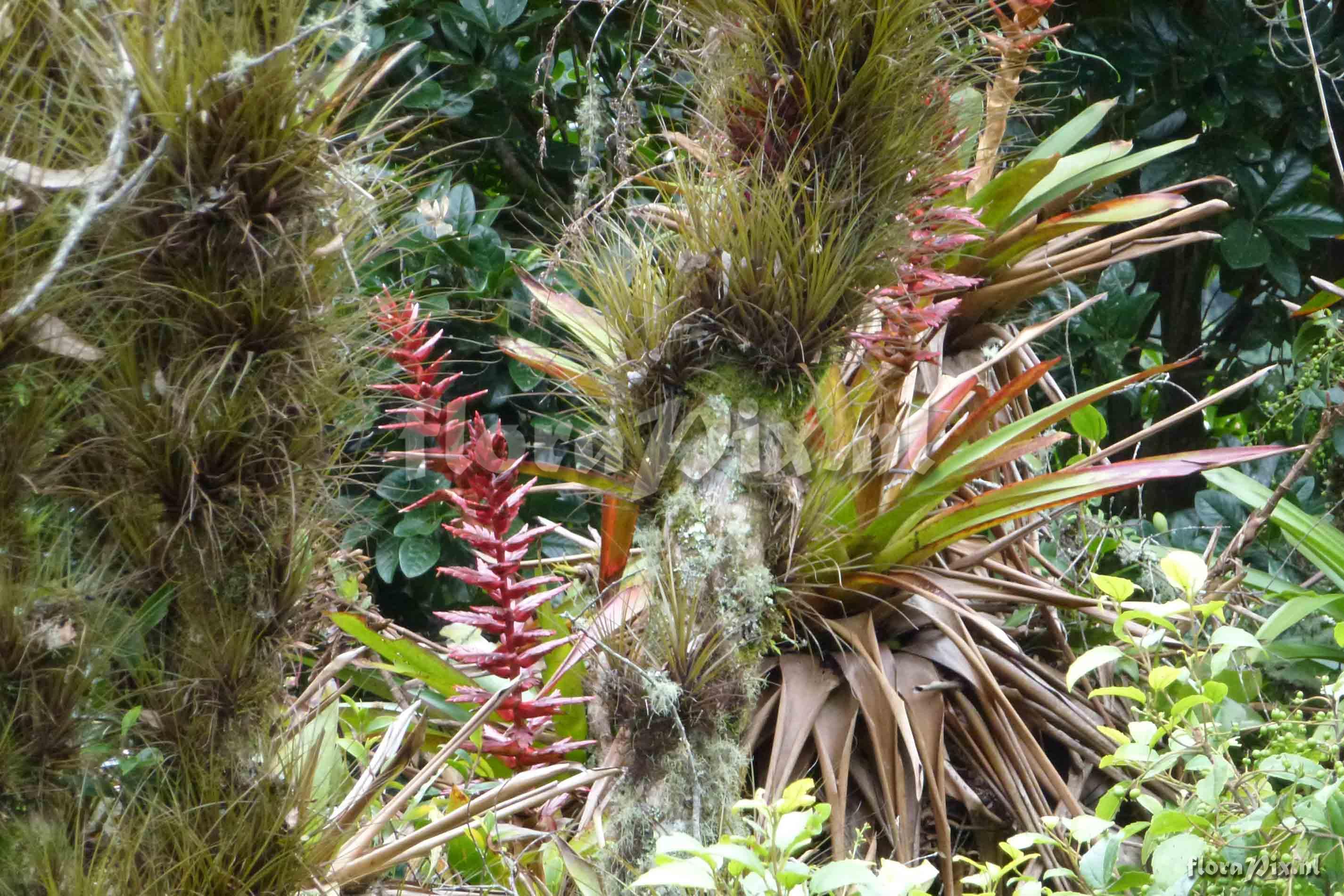 Tillandsia buseri