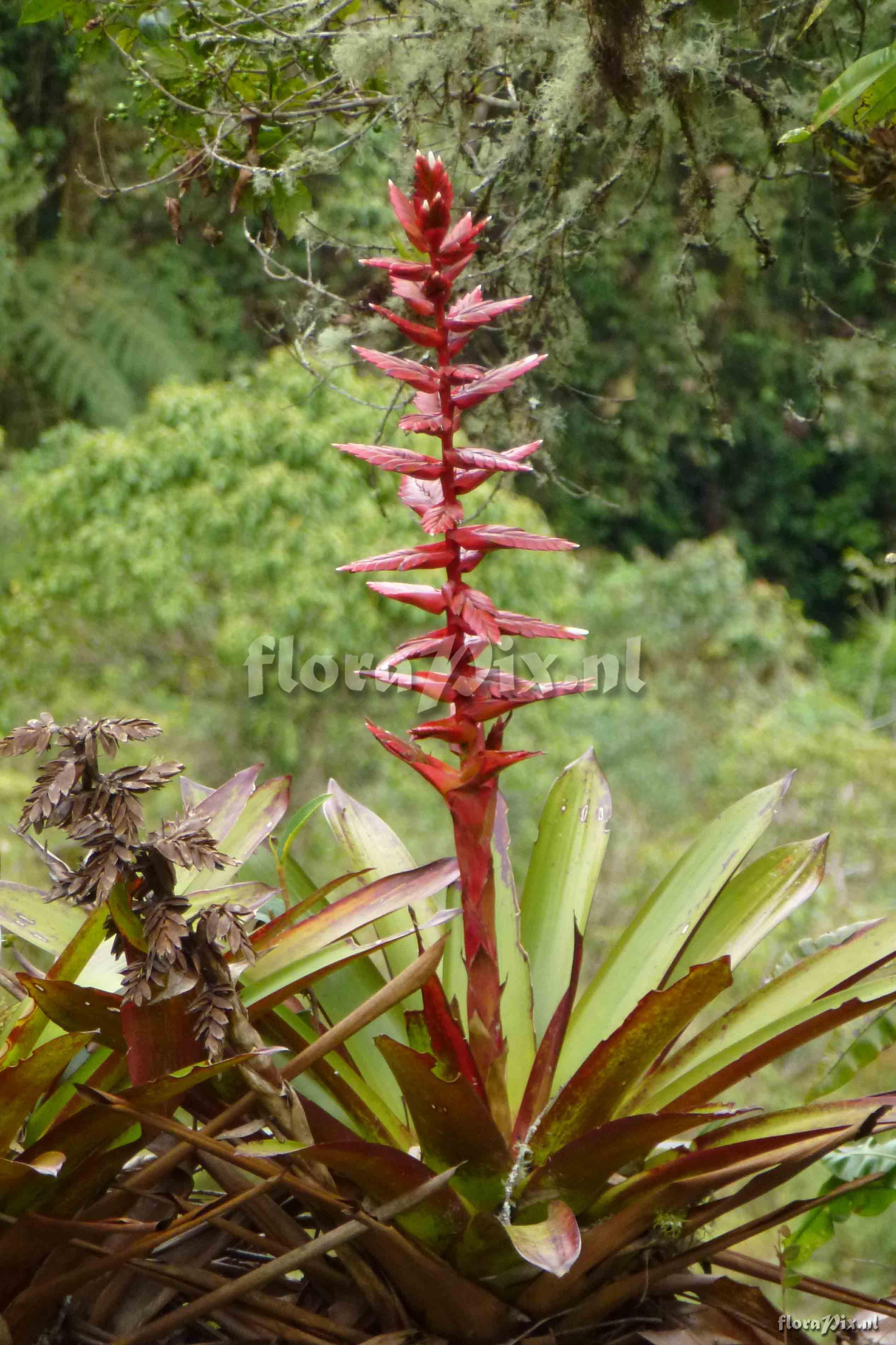 Tillandsia buseri