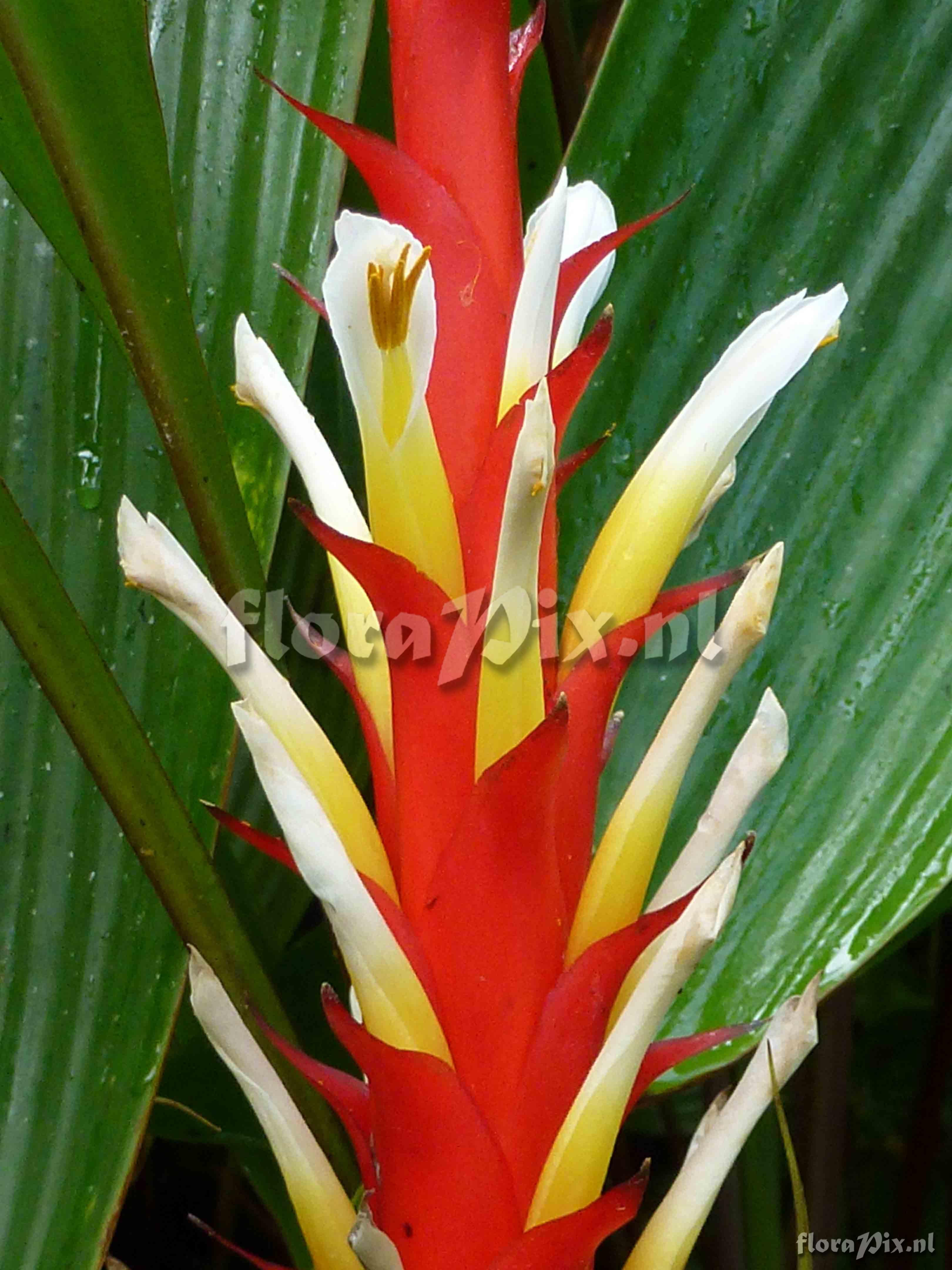 Pitcairnia sp?