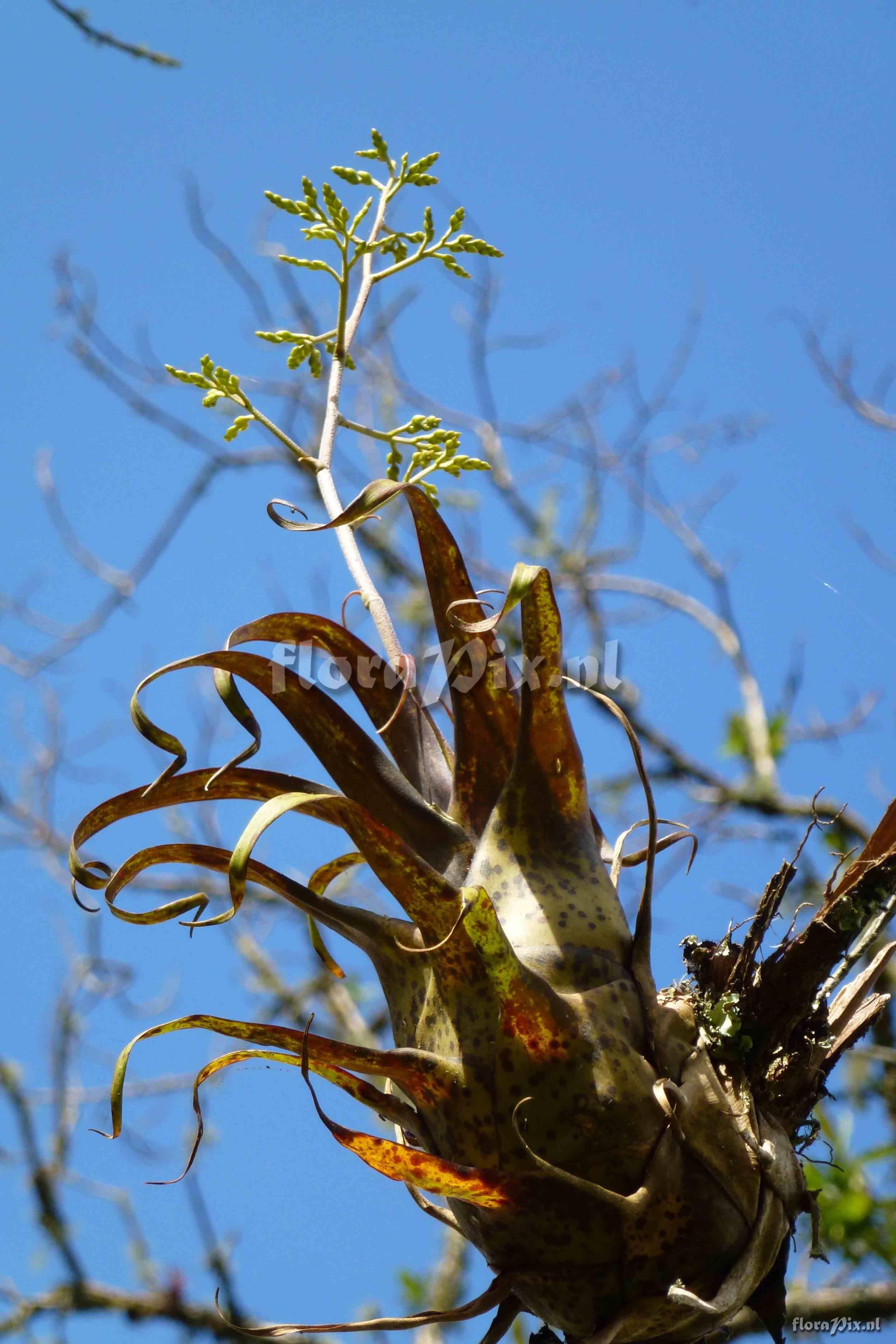 Racinaea ropalocarpa