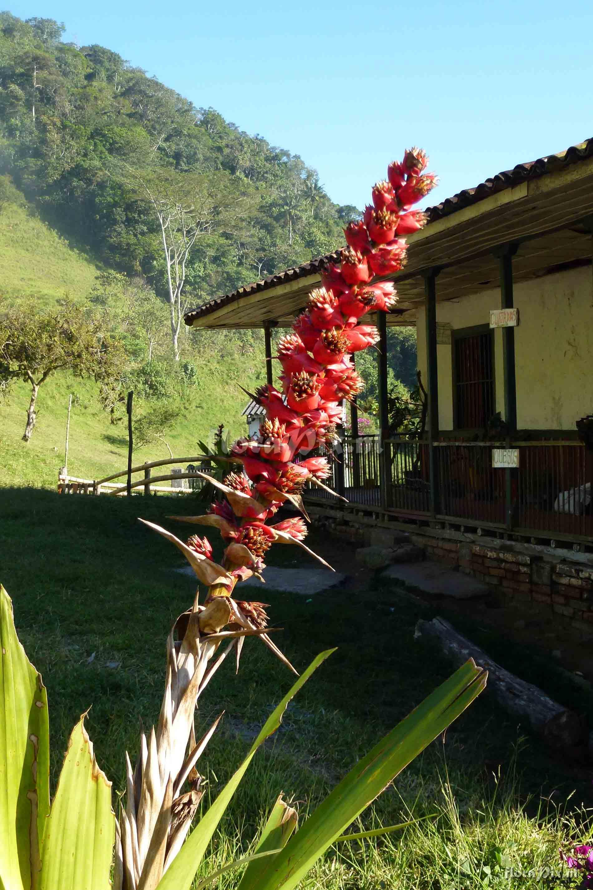 Mezobromelia capituligera