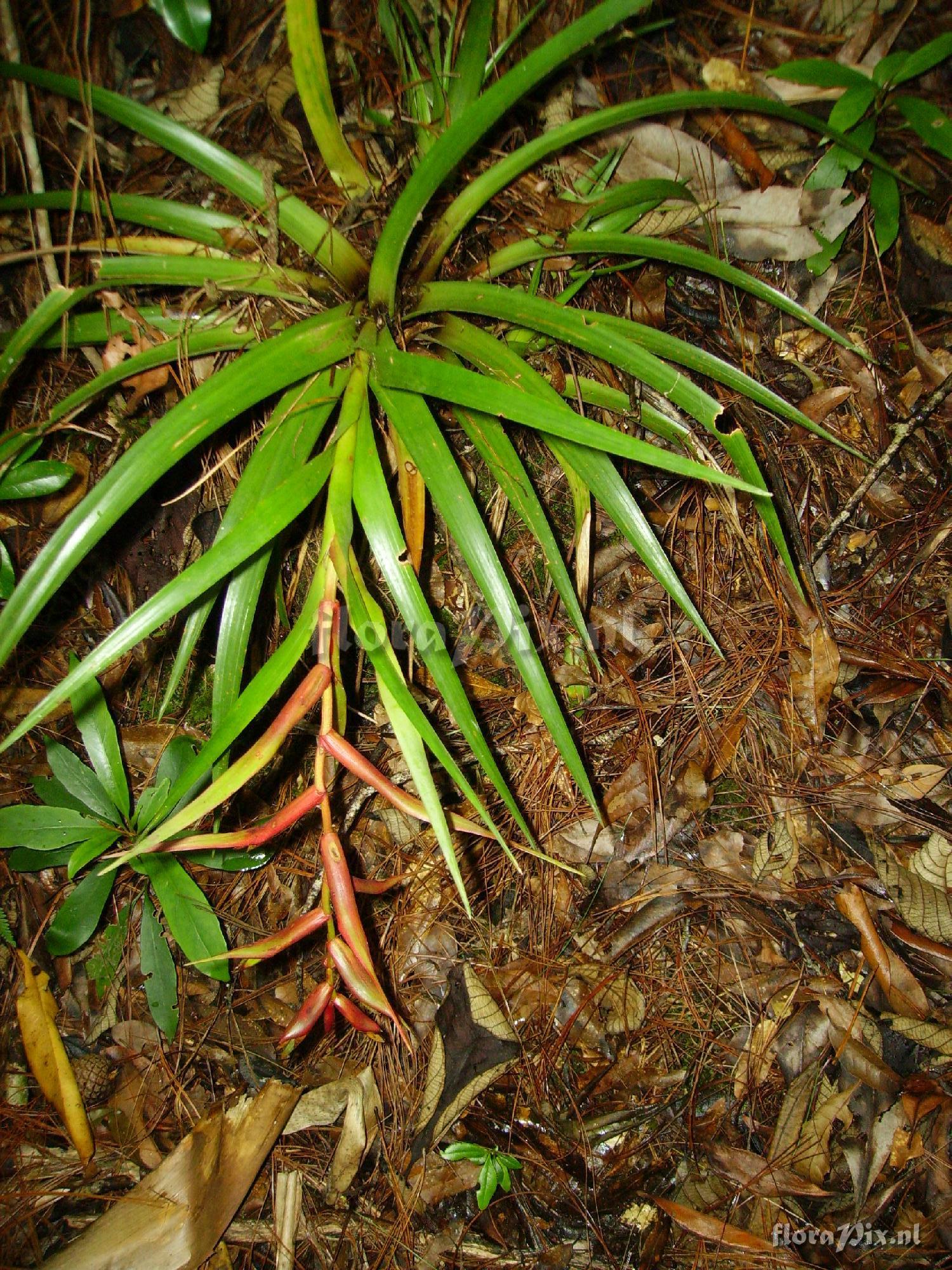 Tillandsia orogenes