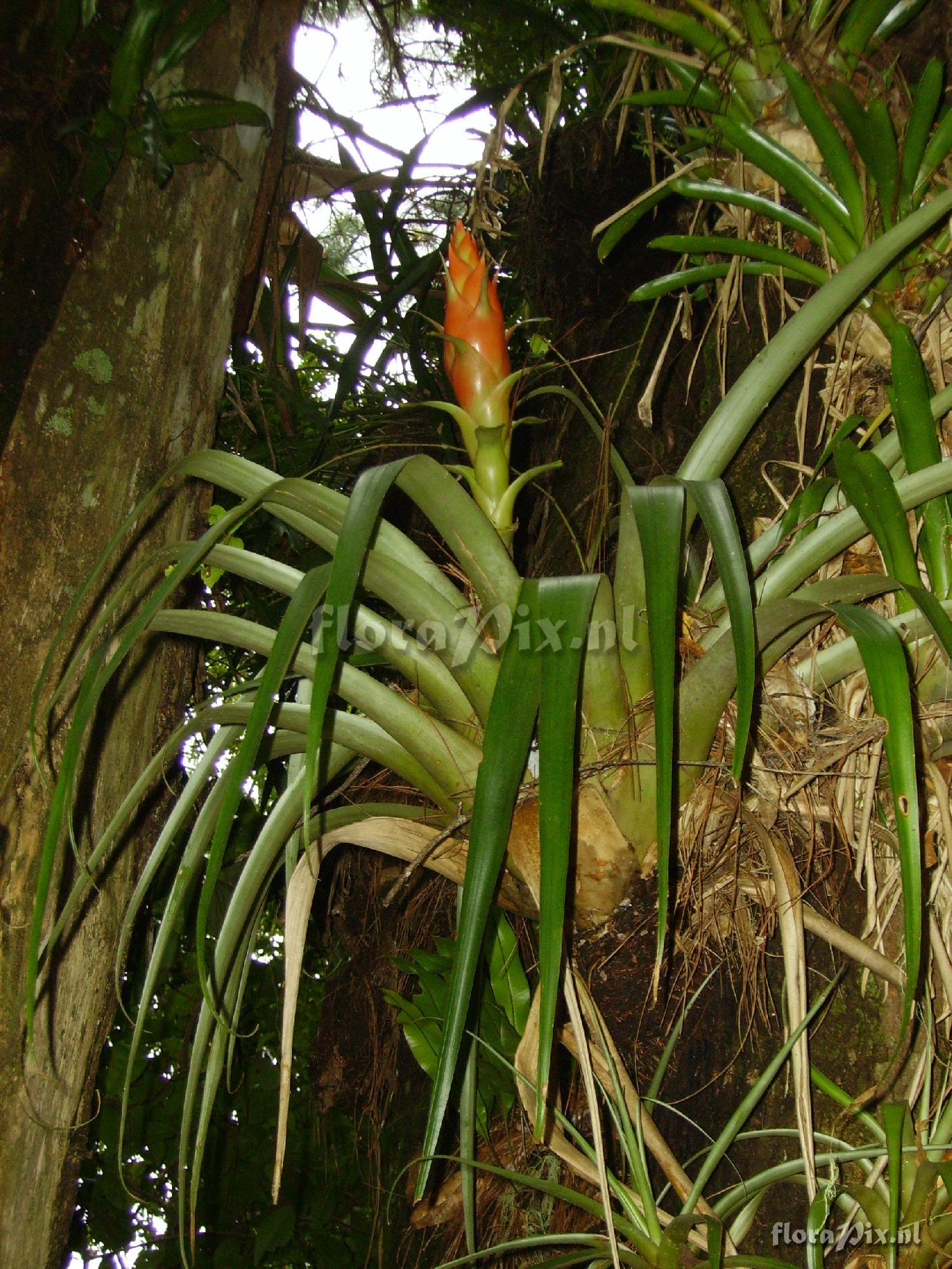 Tillandsia ponderosa