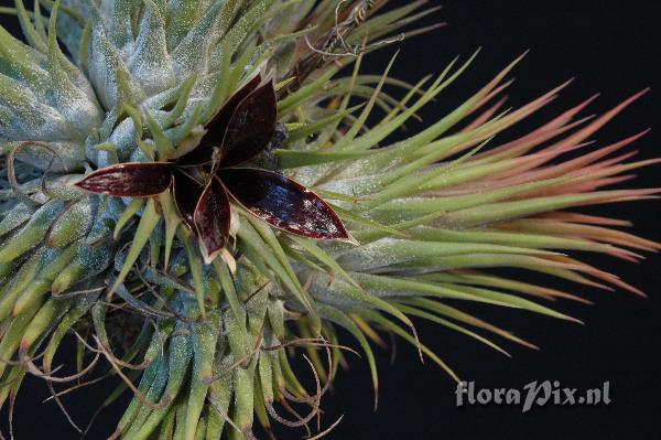 Tillandsia ionantha var. stricta zaaddoos