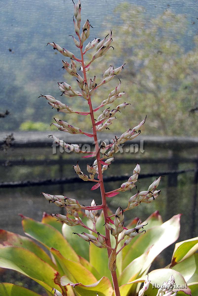 Aechmea sp