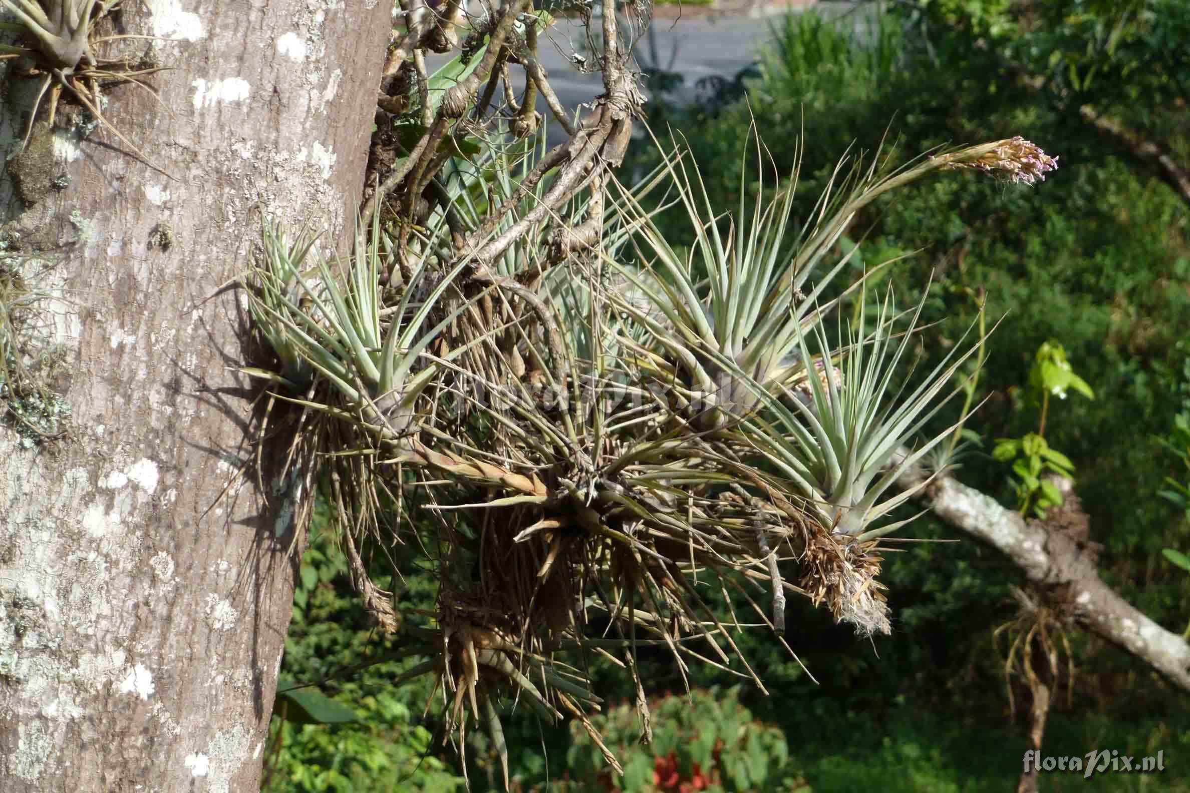 Tillandsia myriantha ?