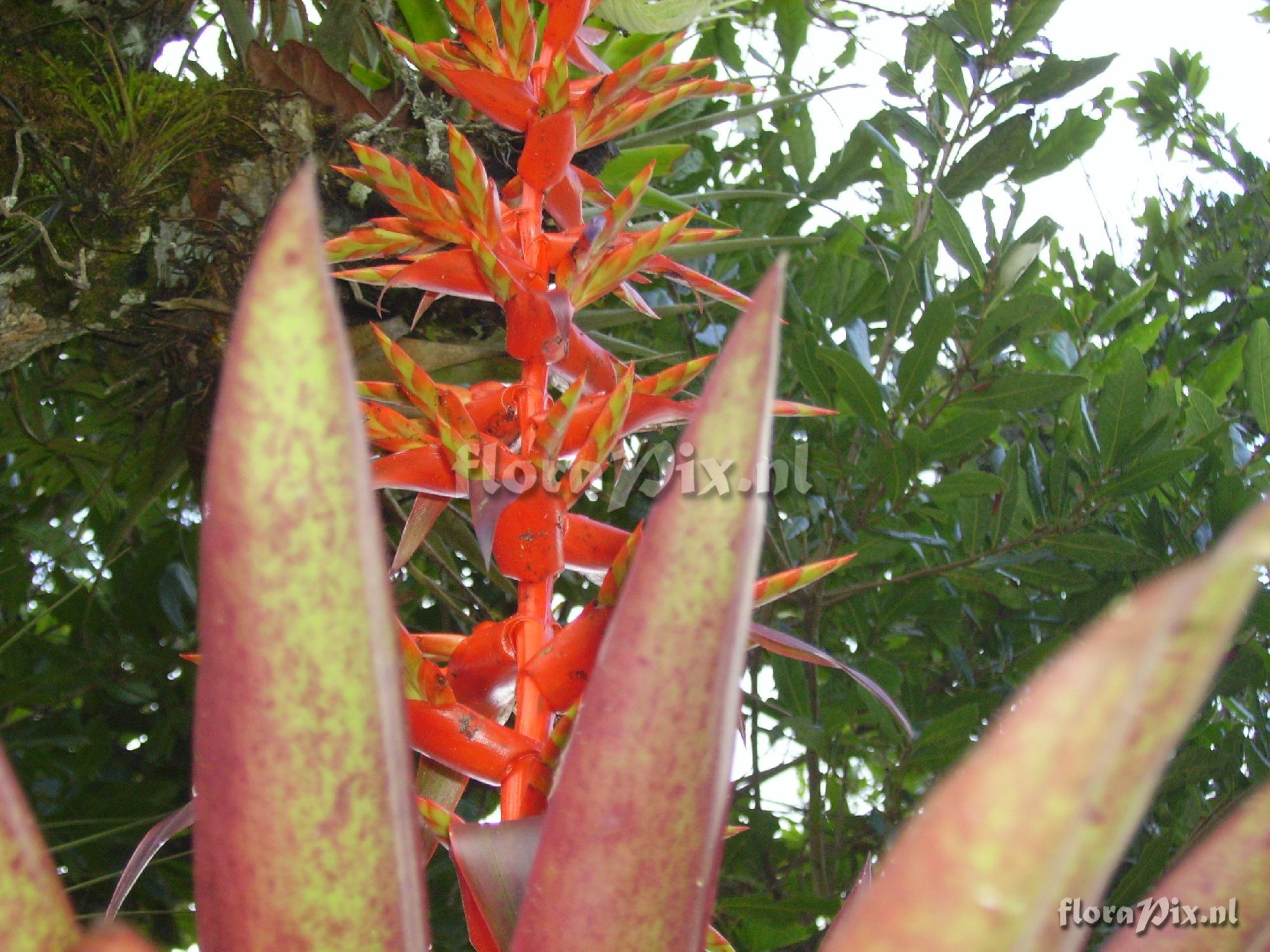 Tillandsia guatemalensis