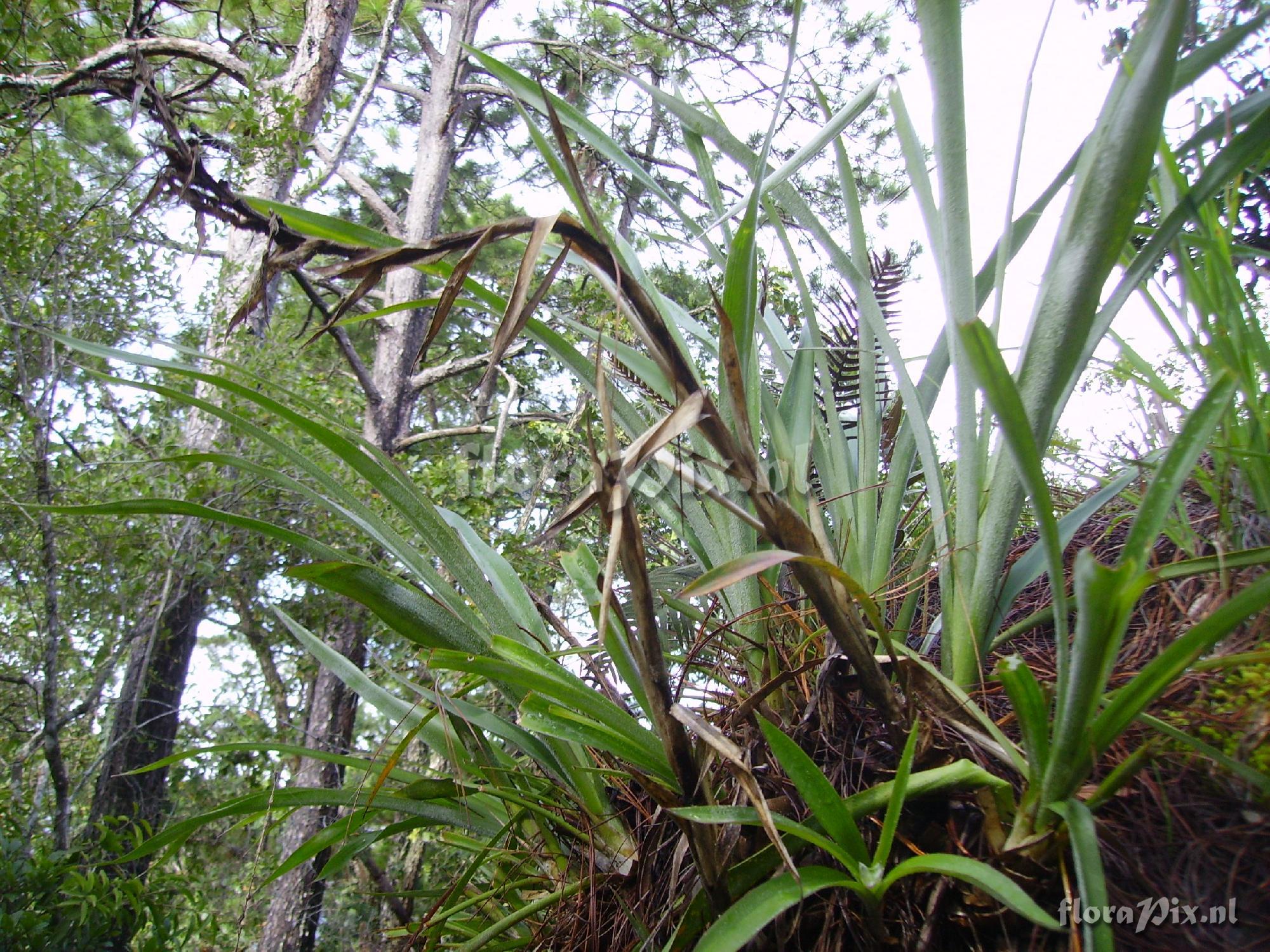 Pitcairnia spec.