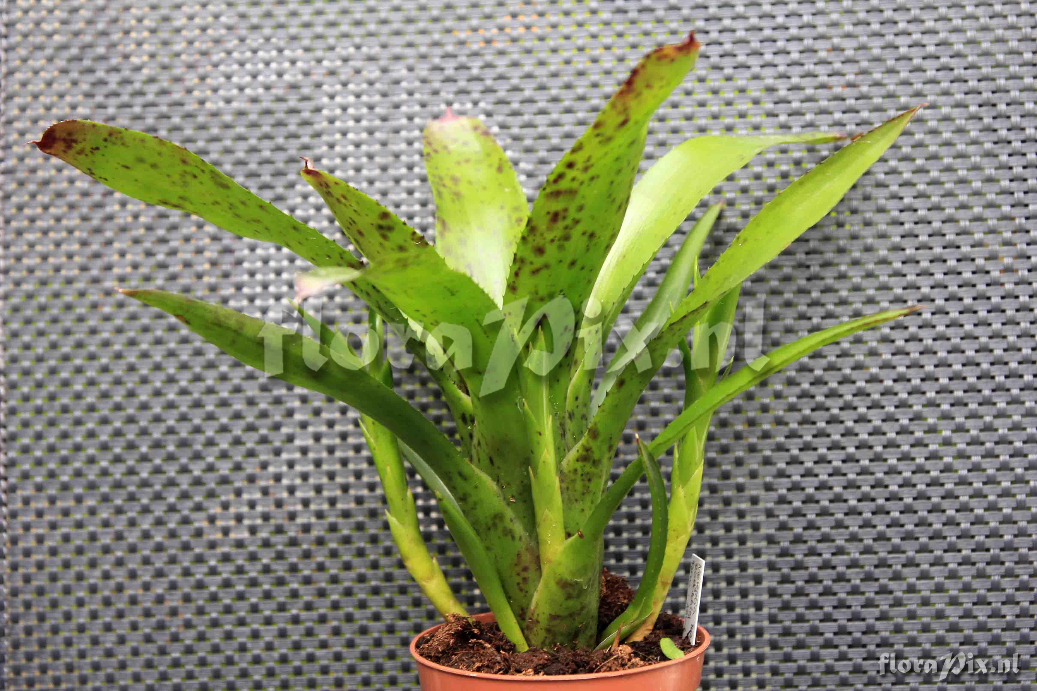 Neoregelia Hybr.