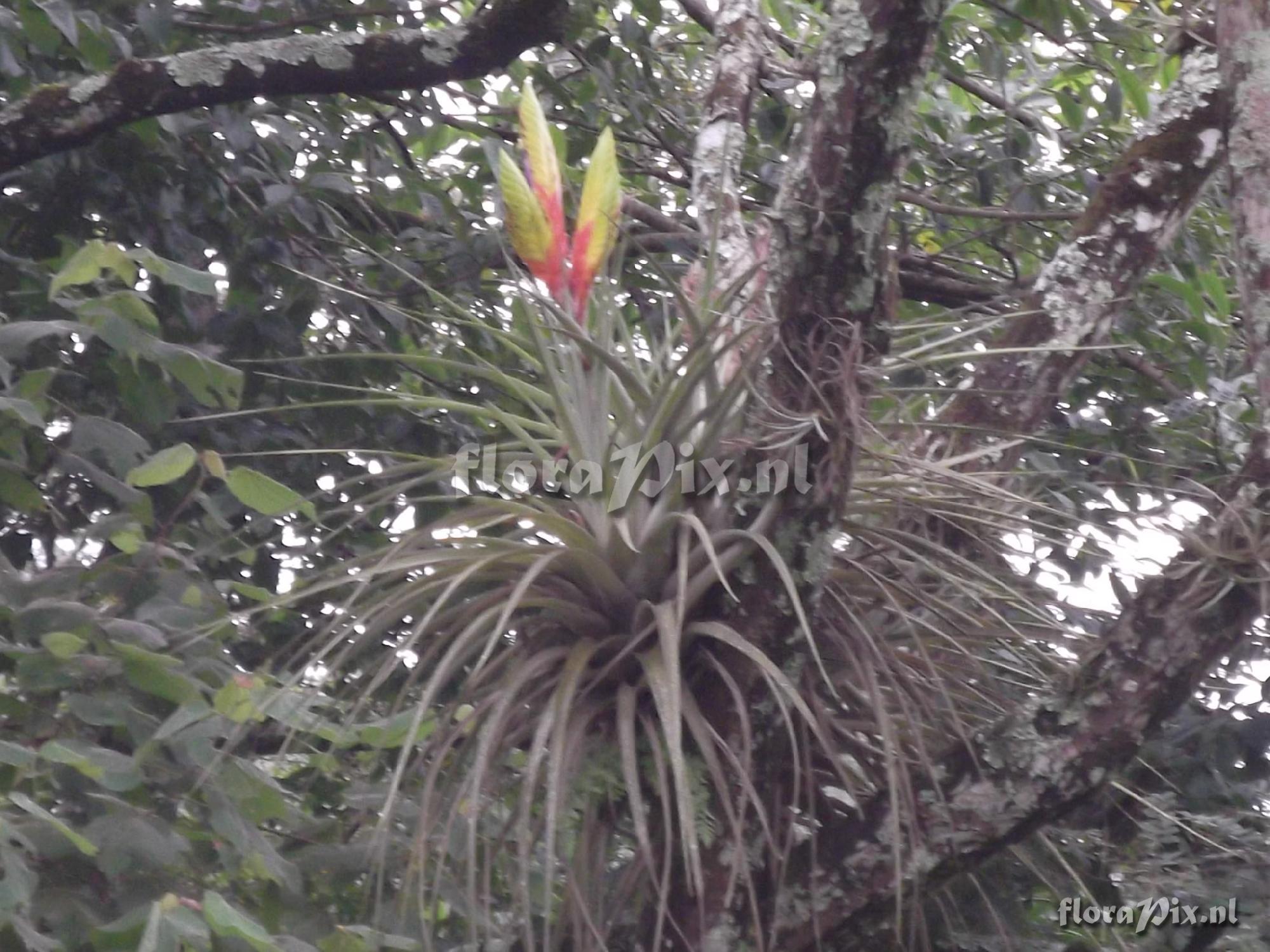 Tillandsia jalisco-monticola 