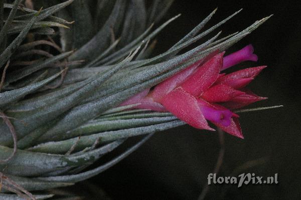 Tillandsia kautskyi