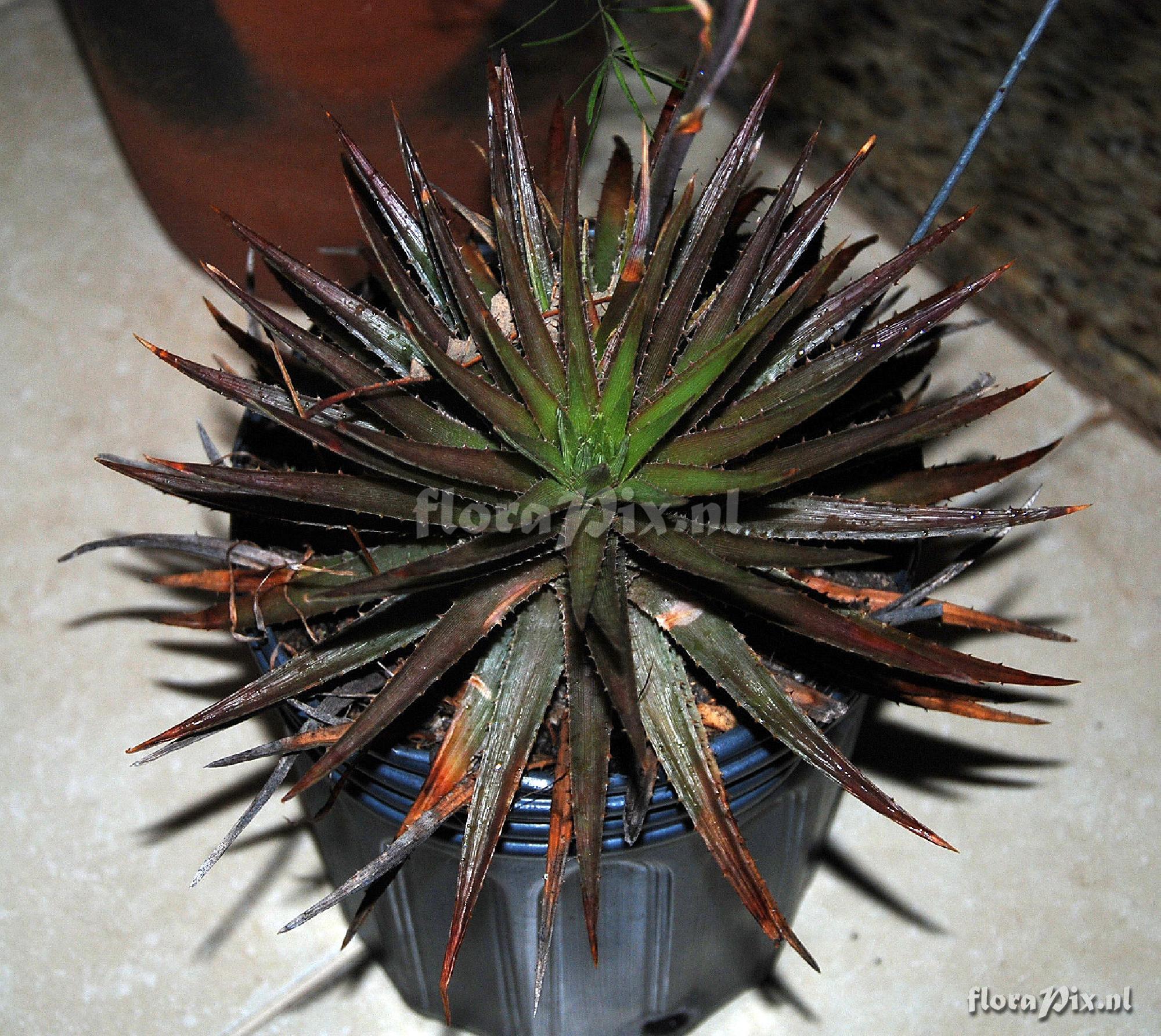 Dyckia sp