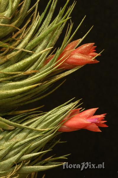 Tillandsia kautskyi 1997GR00702