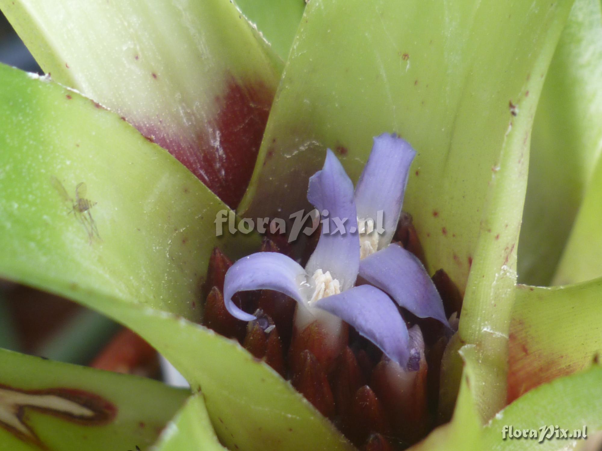 Neoregelia cyanea