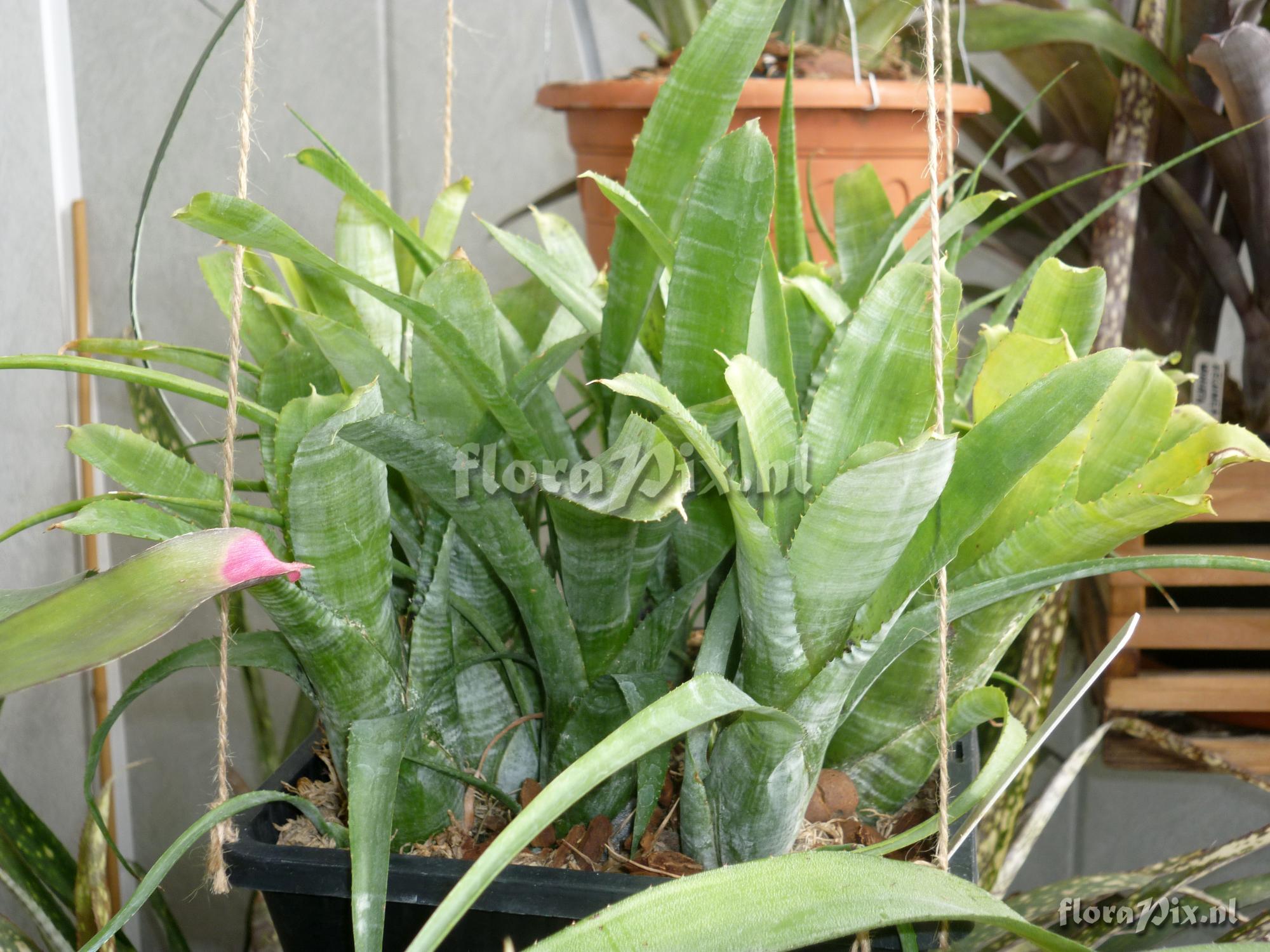 Neoregelia pauciflora