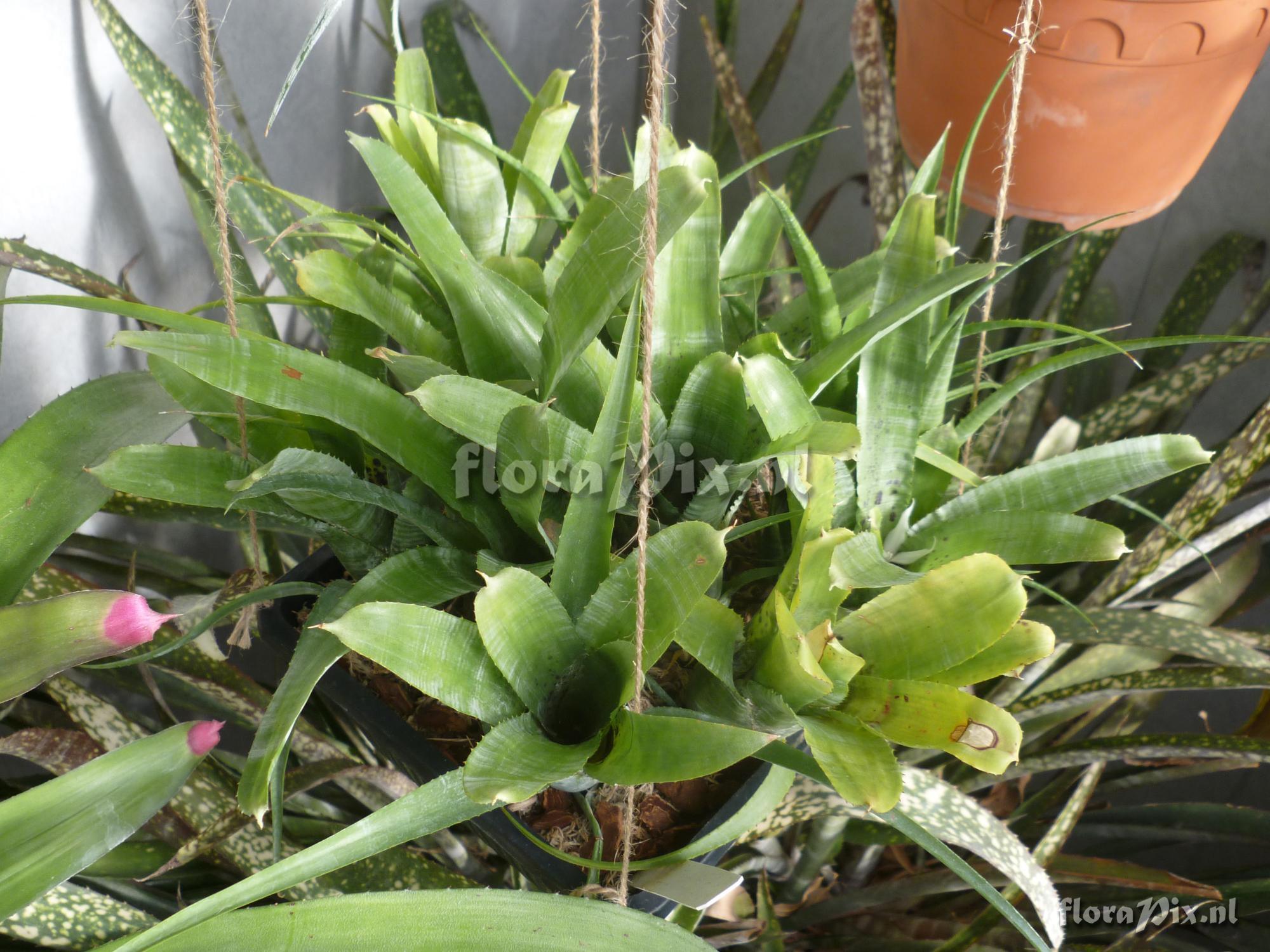 Neoregelia pauciflora