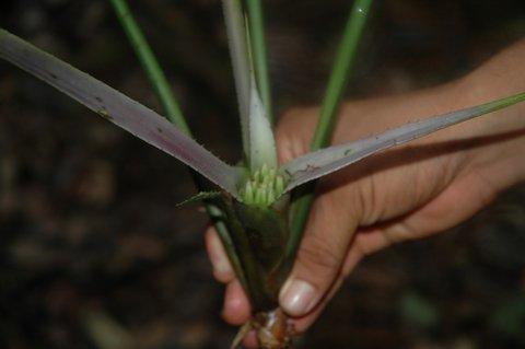 Neoregelia aff. stolonifera