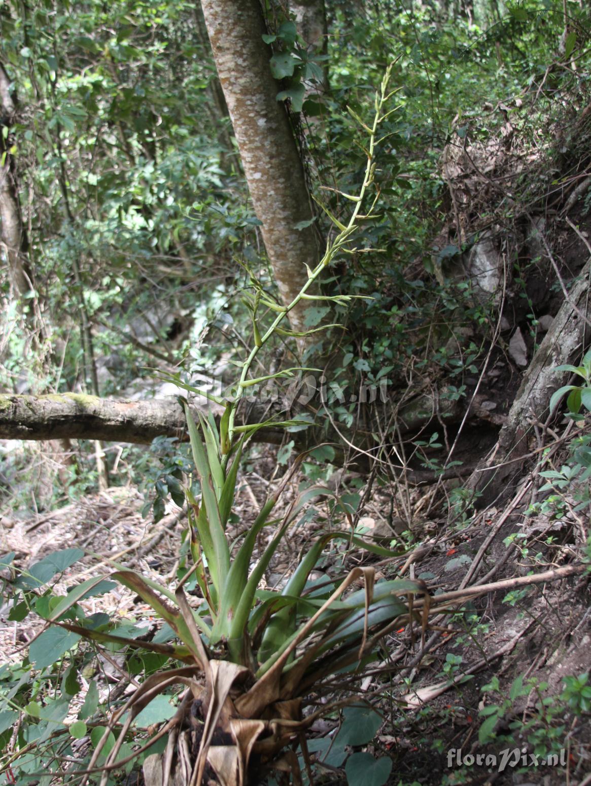 Tillandsia 