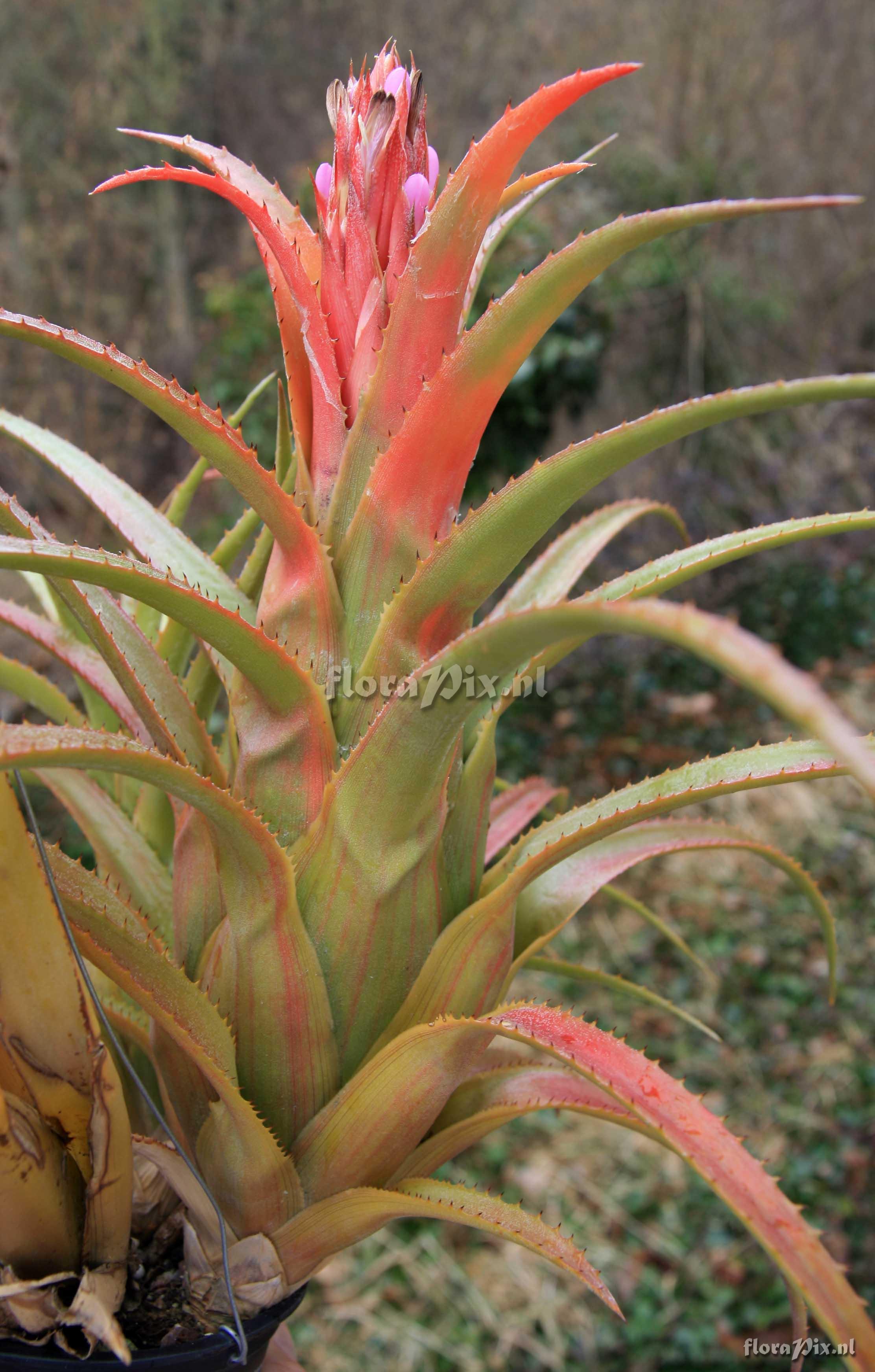 Aechmea recurvata 