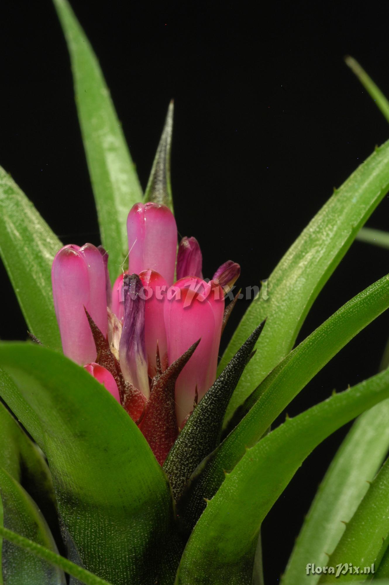 Aechmea recurvata var. benrathii 