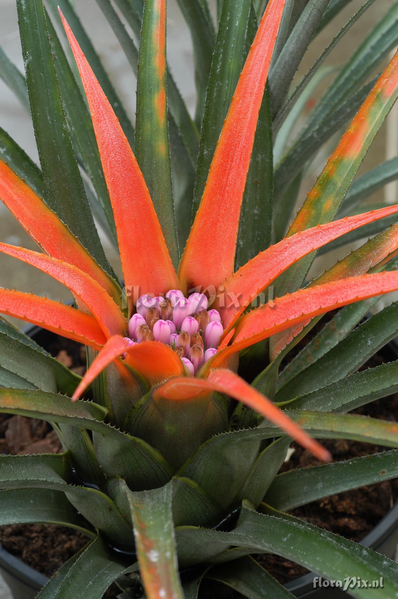 Aechmea recurvata var. ortgiesii 