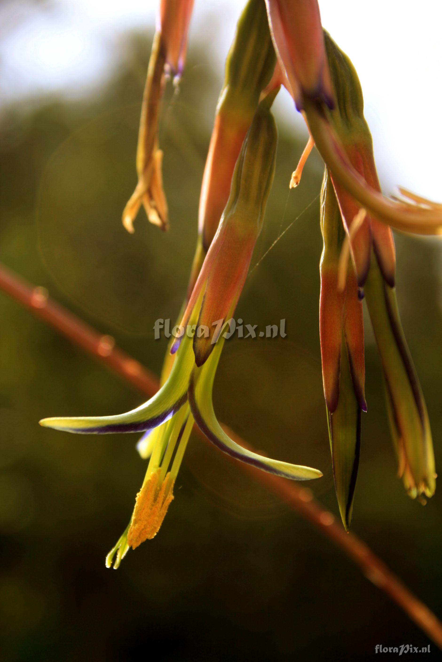 Billbergia nutans