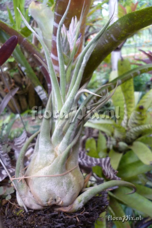 Tillandsia selleriana