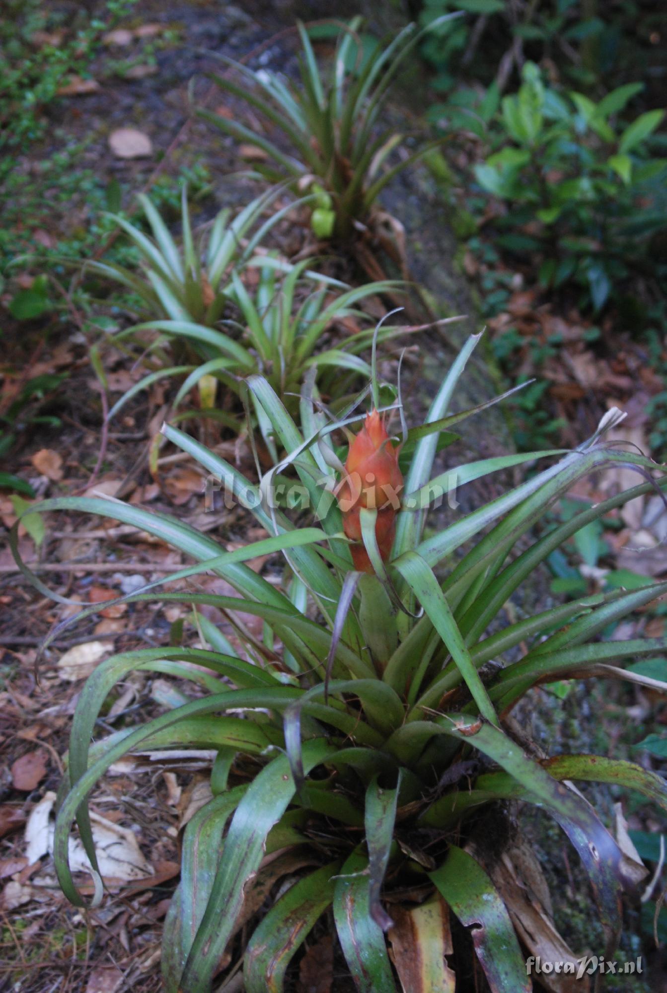 Tillandsia ponderosa