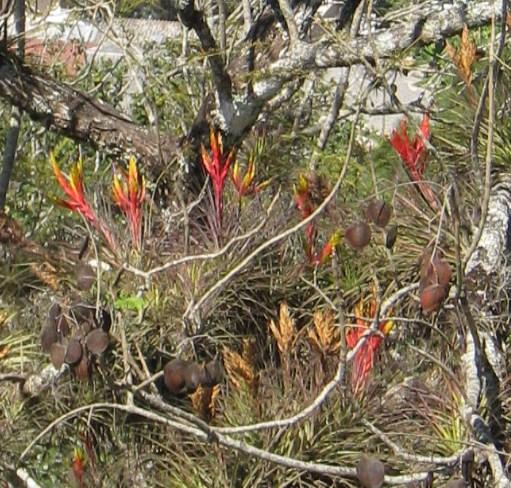 Tillandsia fasciculata