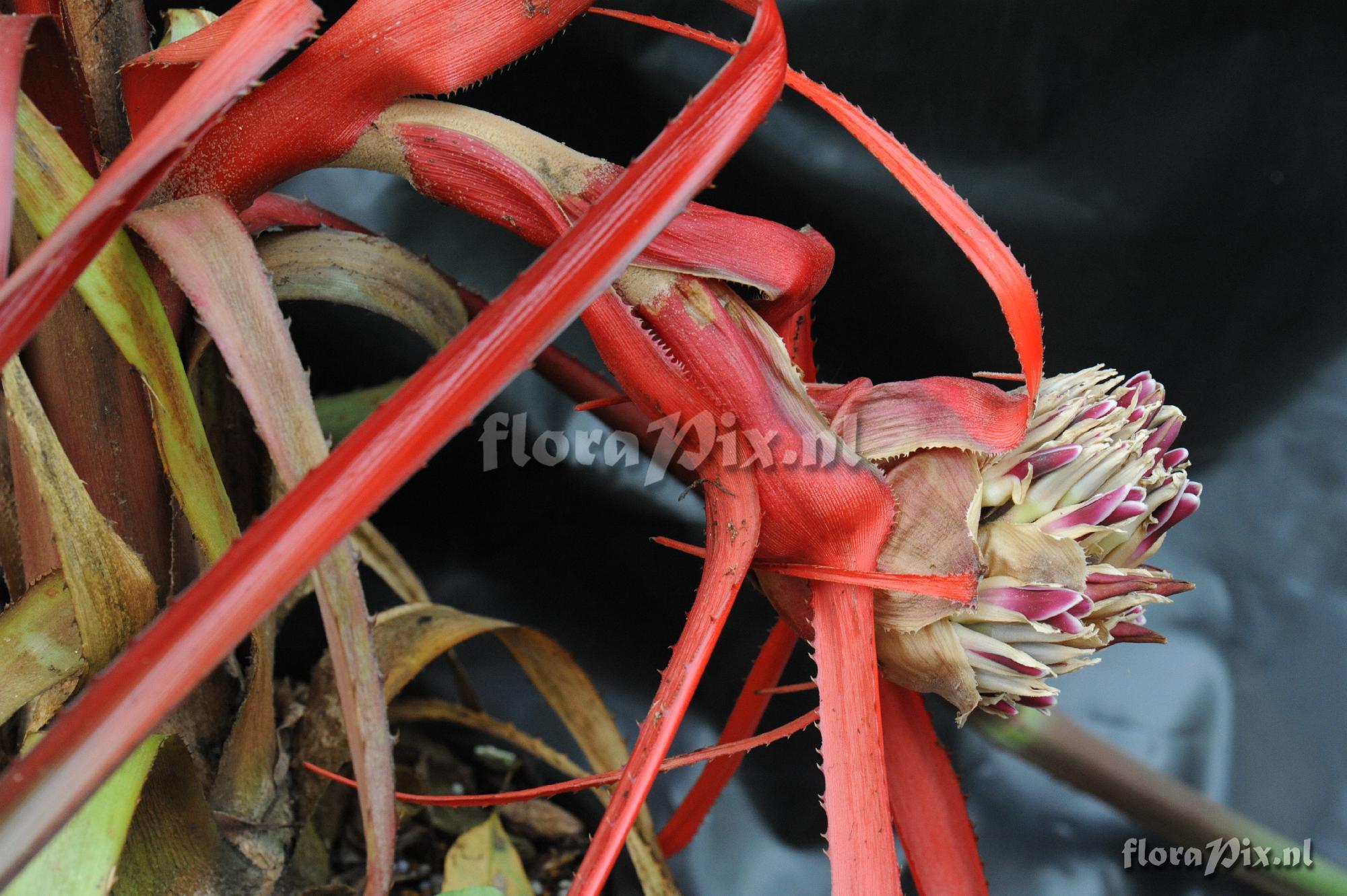 Bromelia epiphytica