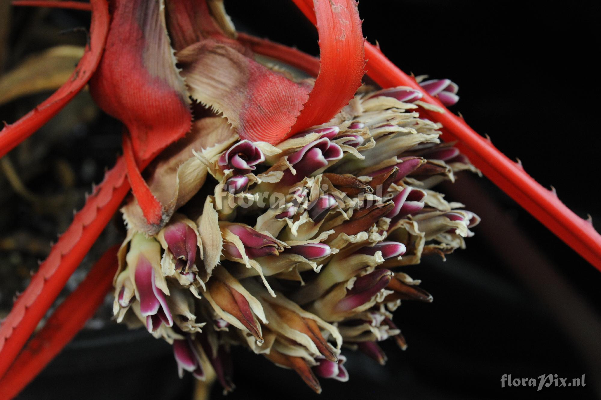 Bromelia epiphytica