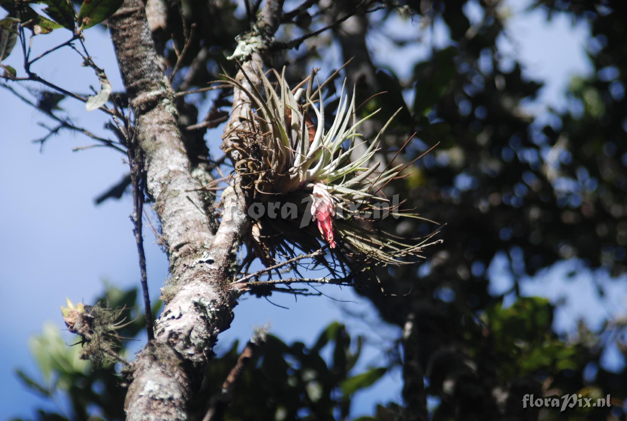 Tillandsia velickiana