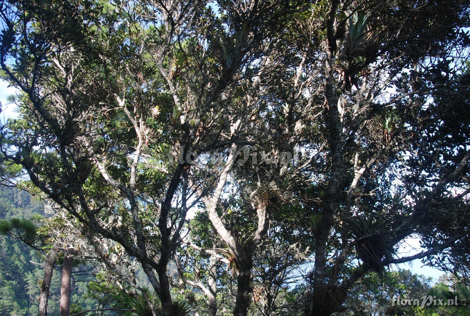 Tillandsia velickiana