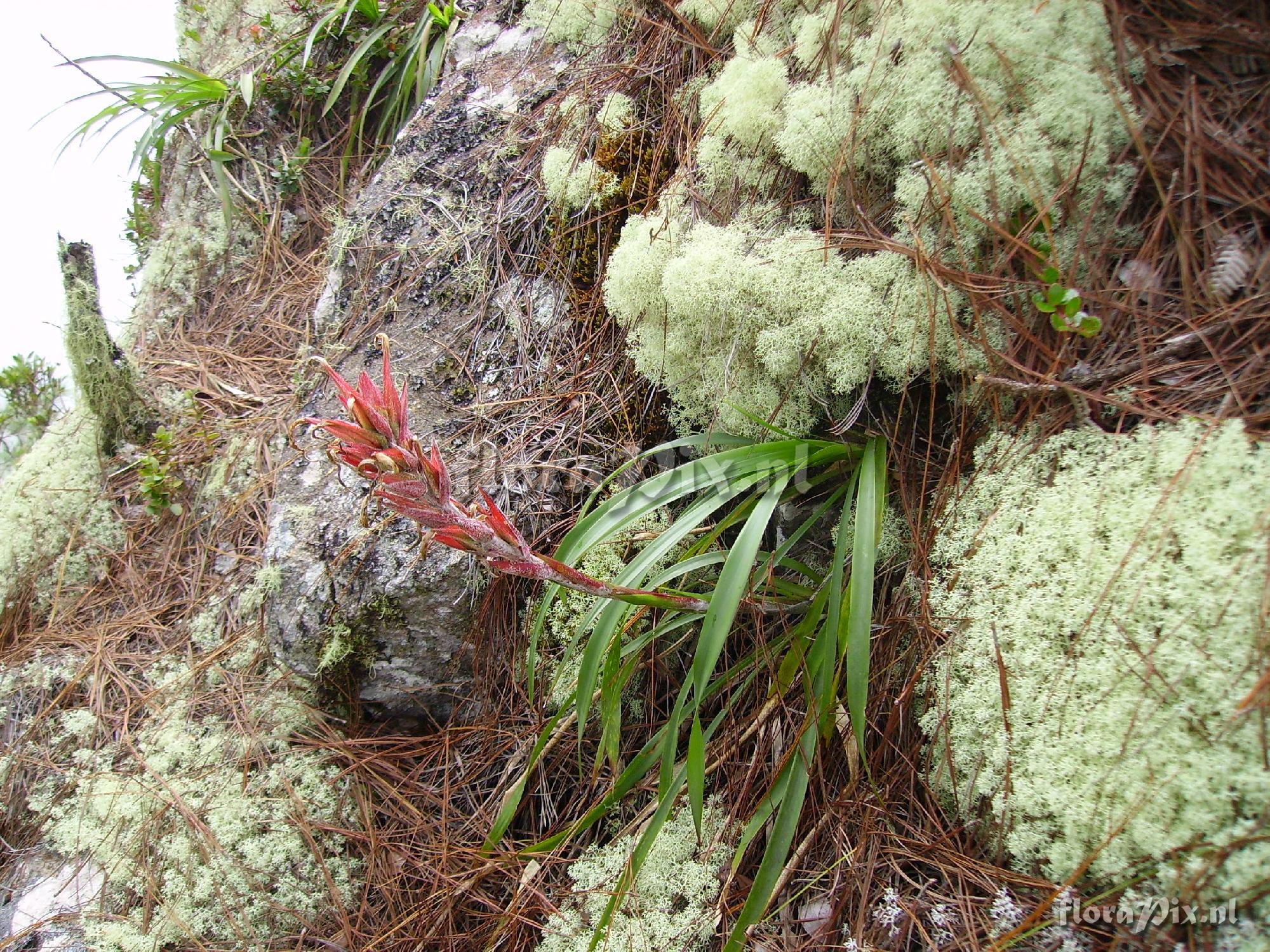 Pitcairnia calderonii