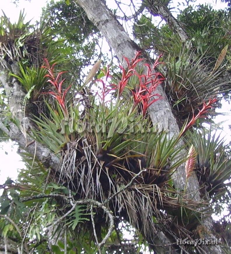 Tillandsia orogenes